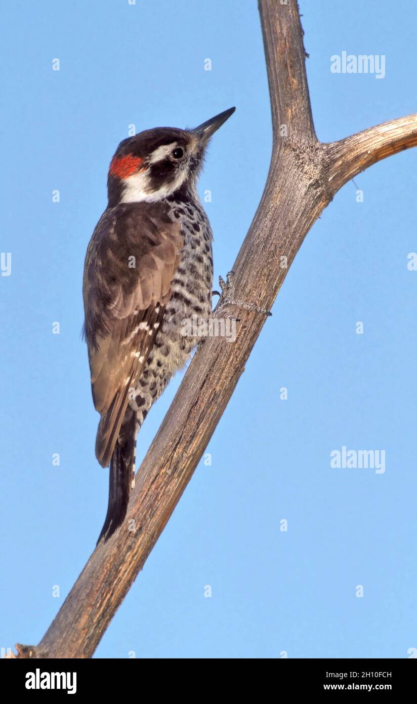 Arizona Woodpecker - Picoides arizonae - Adult male Stock Photo