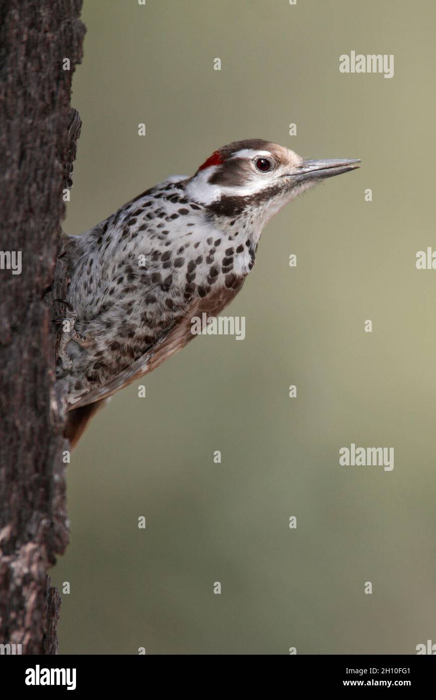 Arizona Woodpecker - Picoides arizonae - Adult male Stock Photo