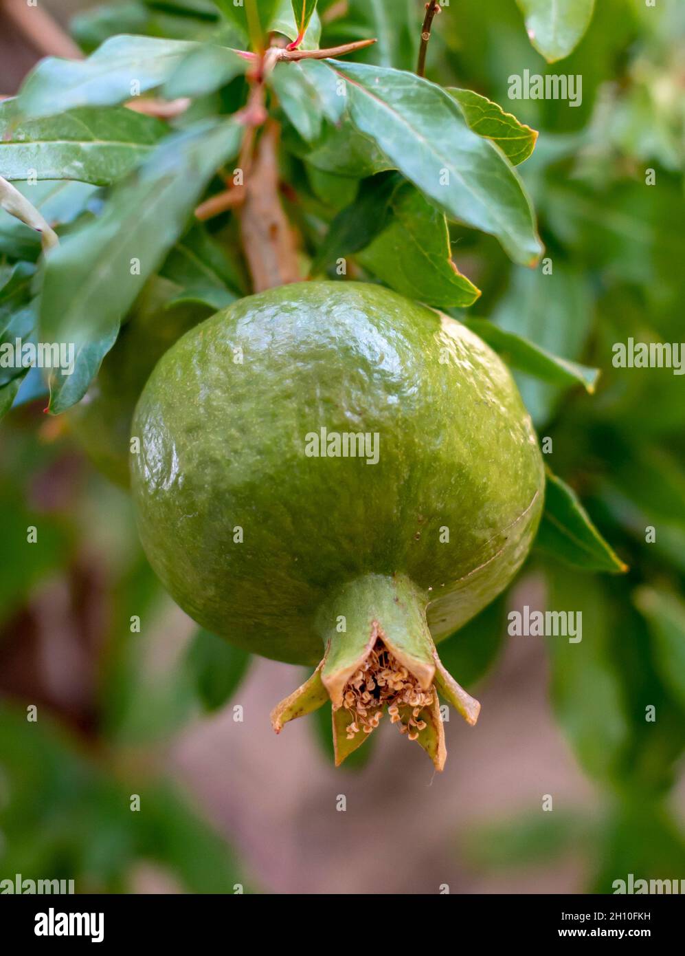Green unripe pomegranate fruit (Punica granatum) on the branch Stock