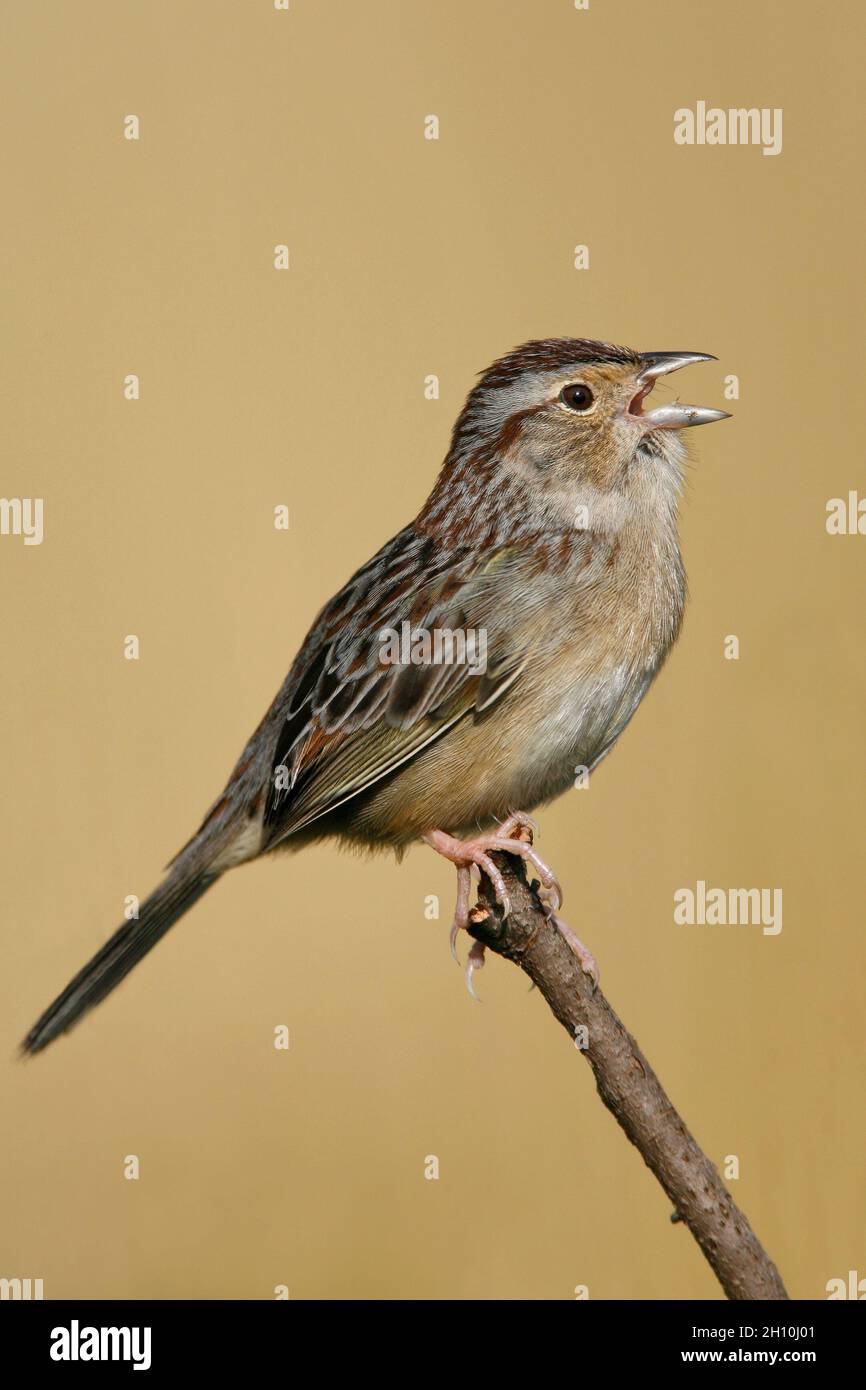 Bachman's Sparrow Peucaea aestivalis Stock Photo