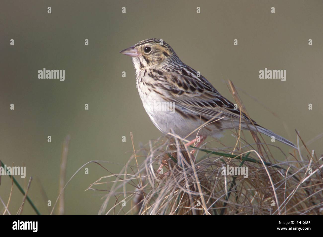 Baird's Sparrow - Passerculus bairdii Stock Photo