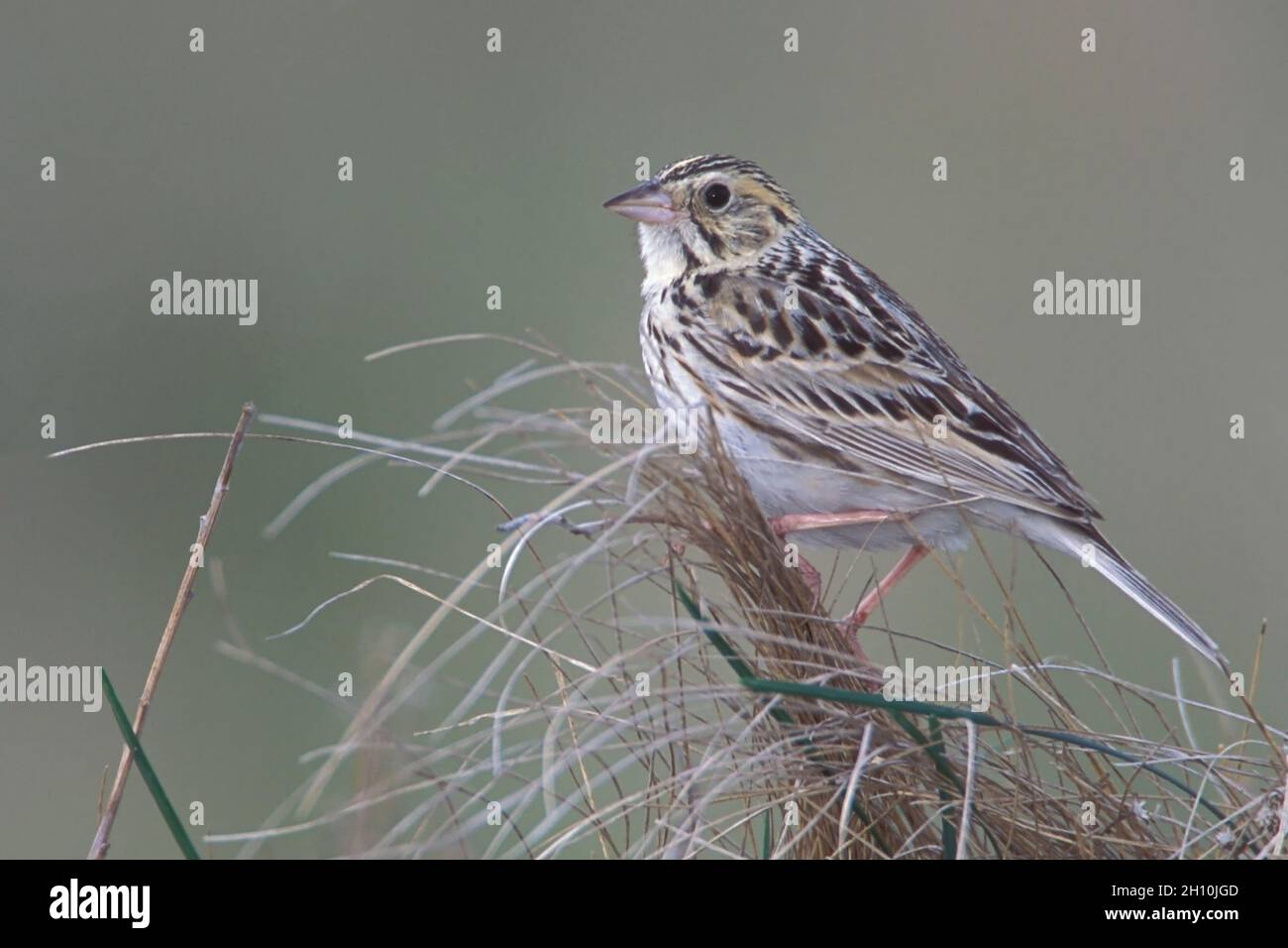 Baird's Sparrow - Passerculus bairdii Stock Photo