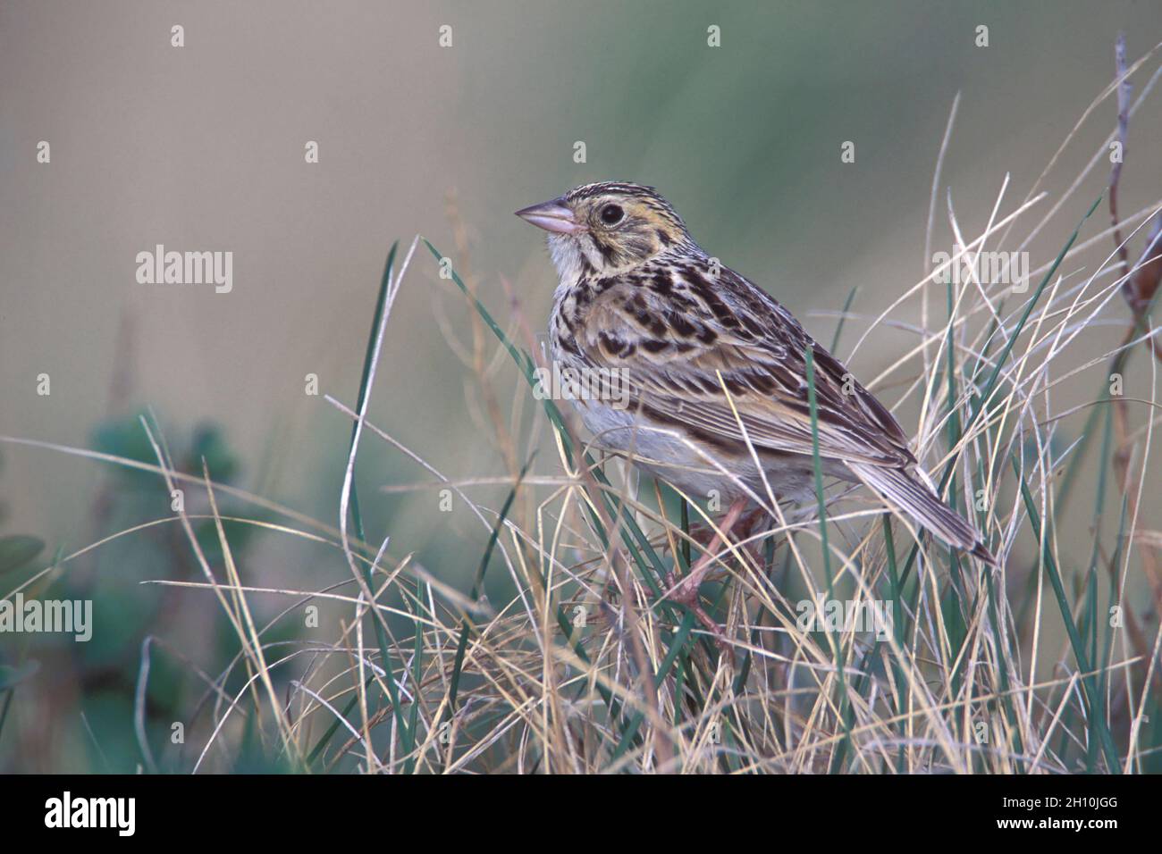 Baird's Sparrow - Passerculus bairdii Stock Photo