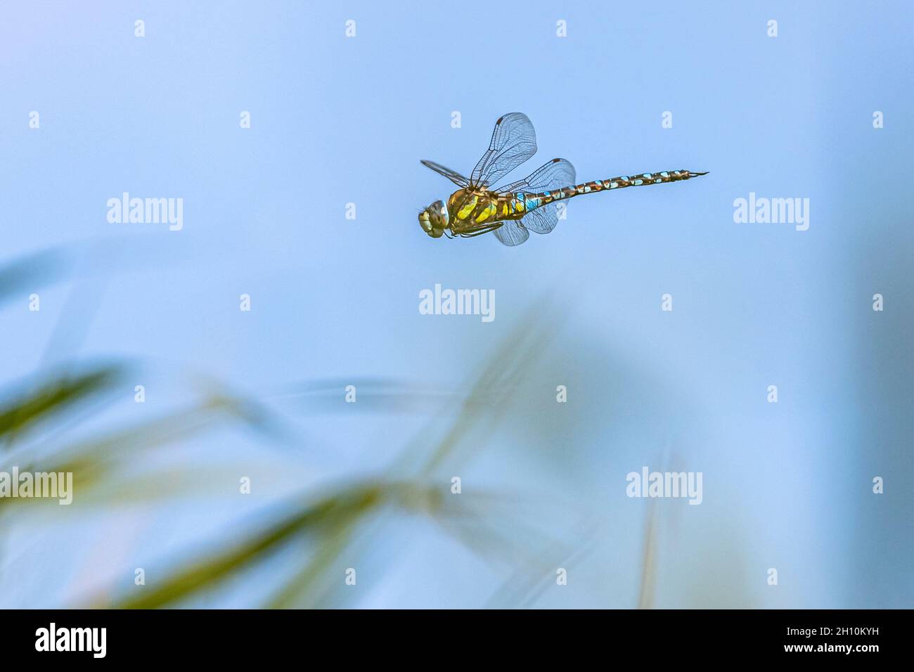 big colored dragonfly flying in blue sky - highspeed image Stock Photo
