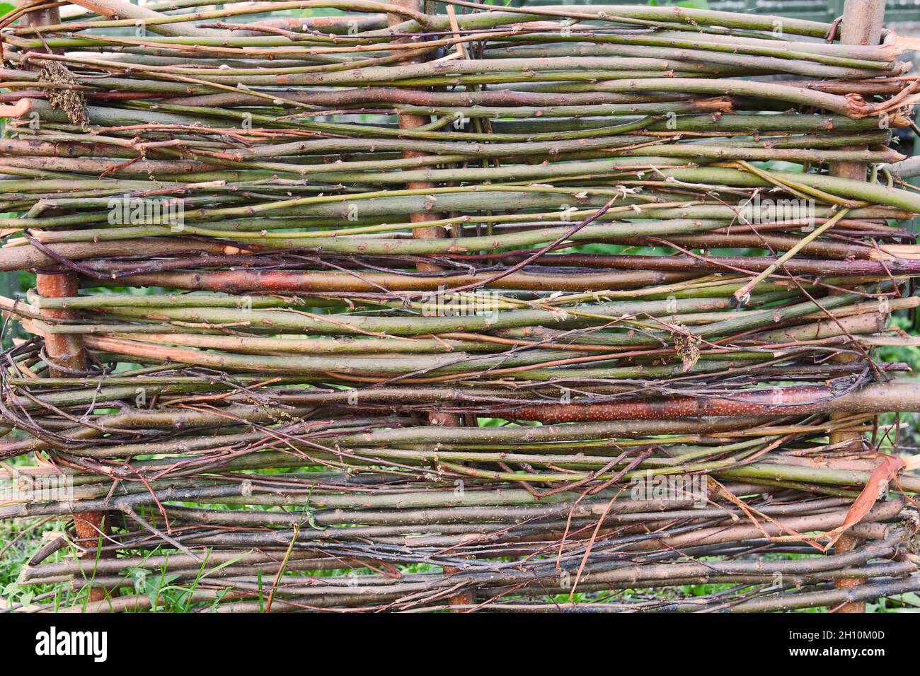 Fence from intertwined fresh branches of trees Stock Photo