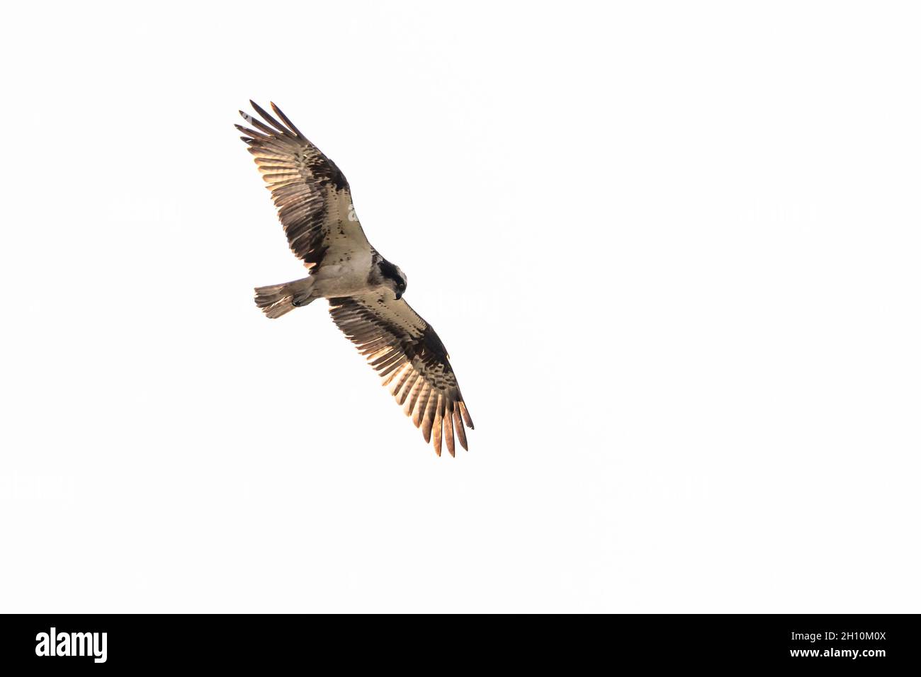 big fish eagle osprey flying in blue sky Stock Photo