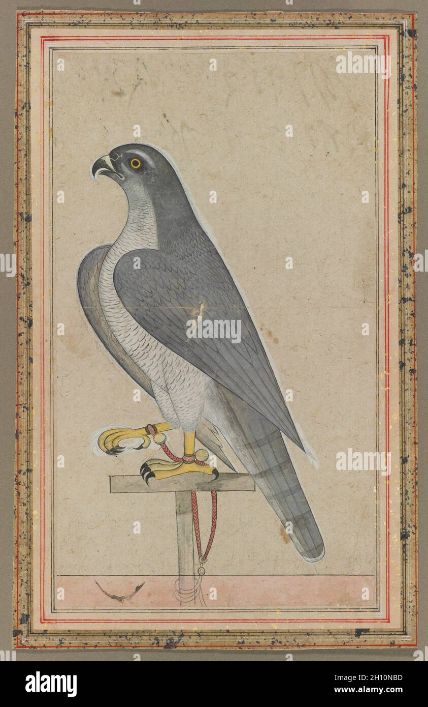 Falcon, c. 1770. India, Pahari, probably Jammu, 18th century. Opaque watercolor on paper; image: 27.6 x 16 cm (10 7/8 x 6 5/16 in.); overall: 31.6 x 19.8 cm (12 7/16 x 7 13/16 in.). Stock Photo