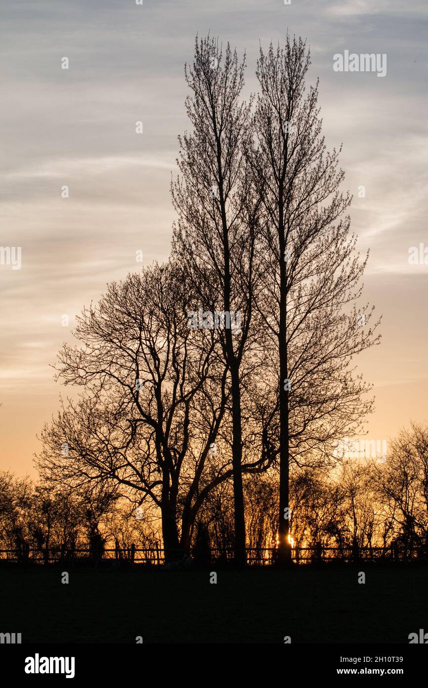 A portrait shot of mature trees, including  poplars in the evening light . Suffolk, UK Stock Photo
