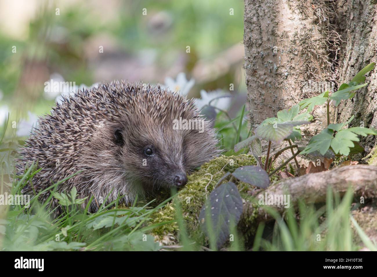 A native hedgehog in a woodland environment. Suffolk .UK Stock Photo