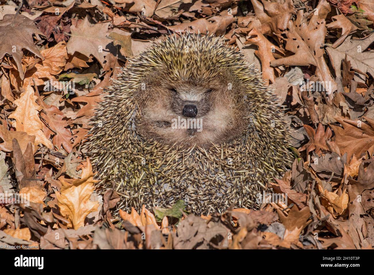 A native hedgehog sleeping  in a pile of Autumn leaves.. Suffolk .UK Stock Photo