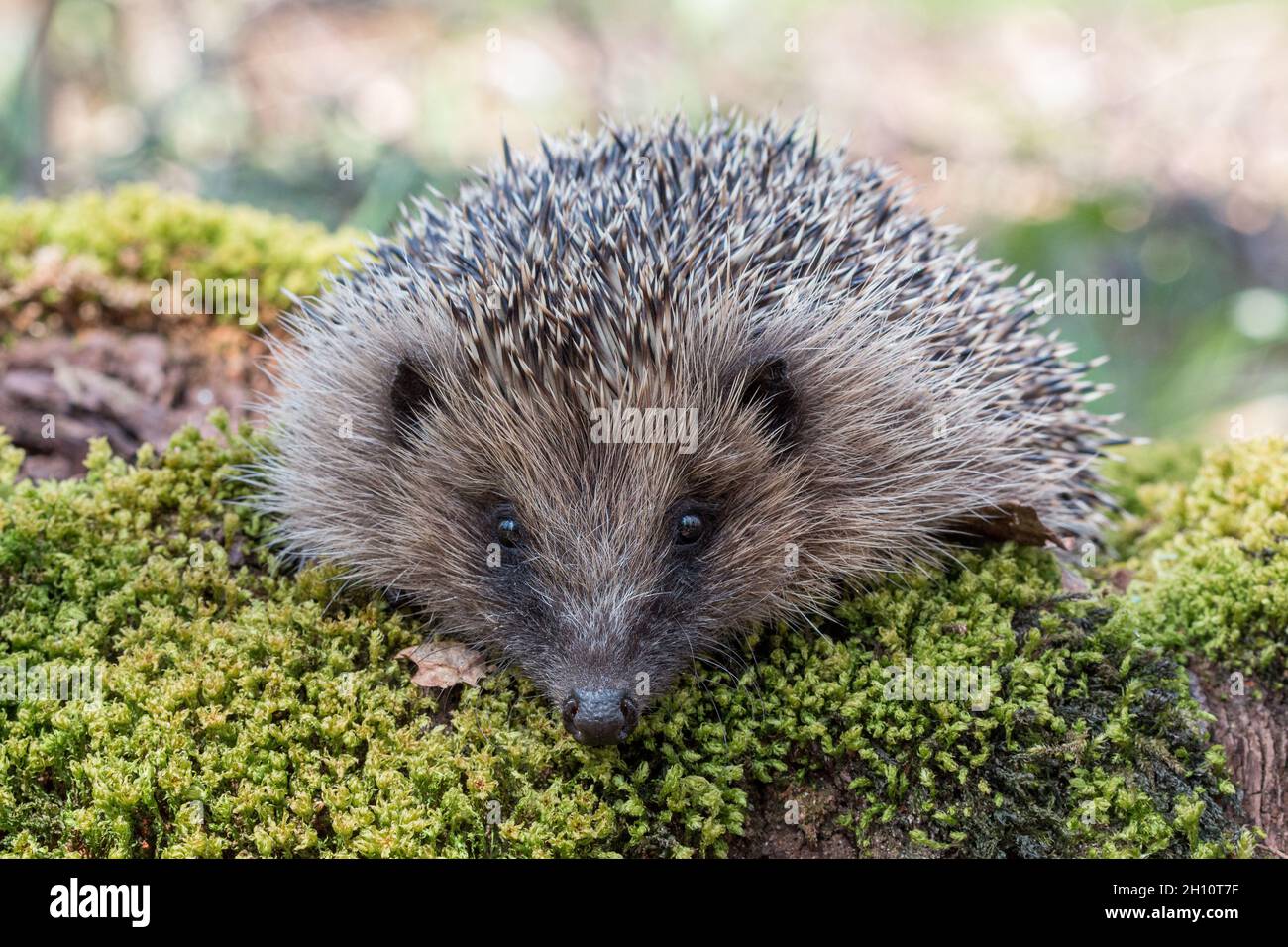 A close up of a native hedgehog in a woodland environment. Suffolk .UK Stock Photo