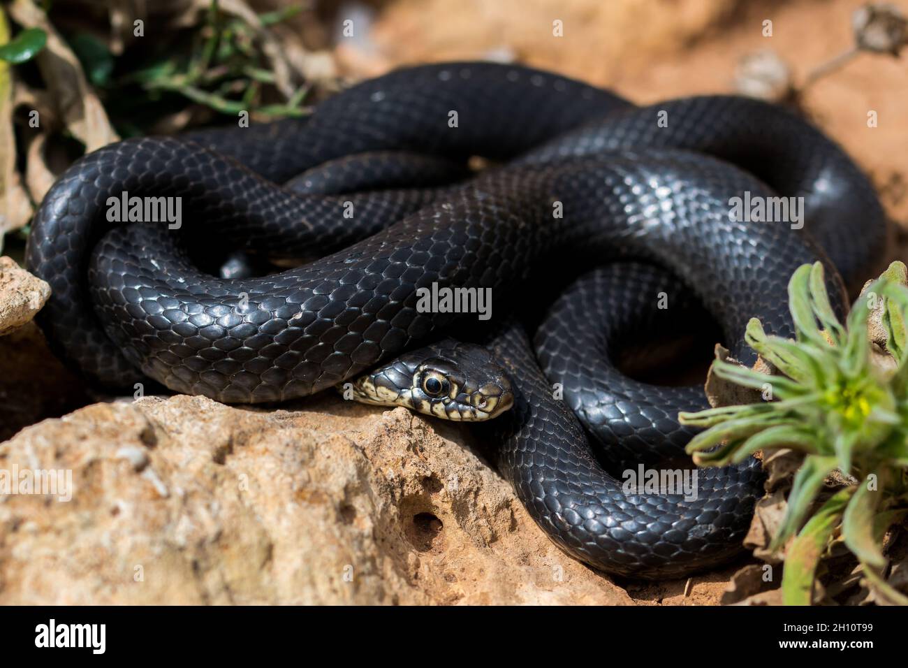 Black western whip snake, Hierophis viridiflavus, basking in the sun on