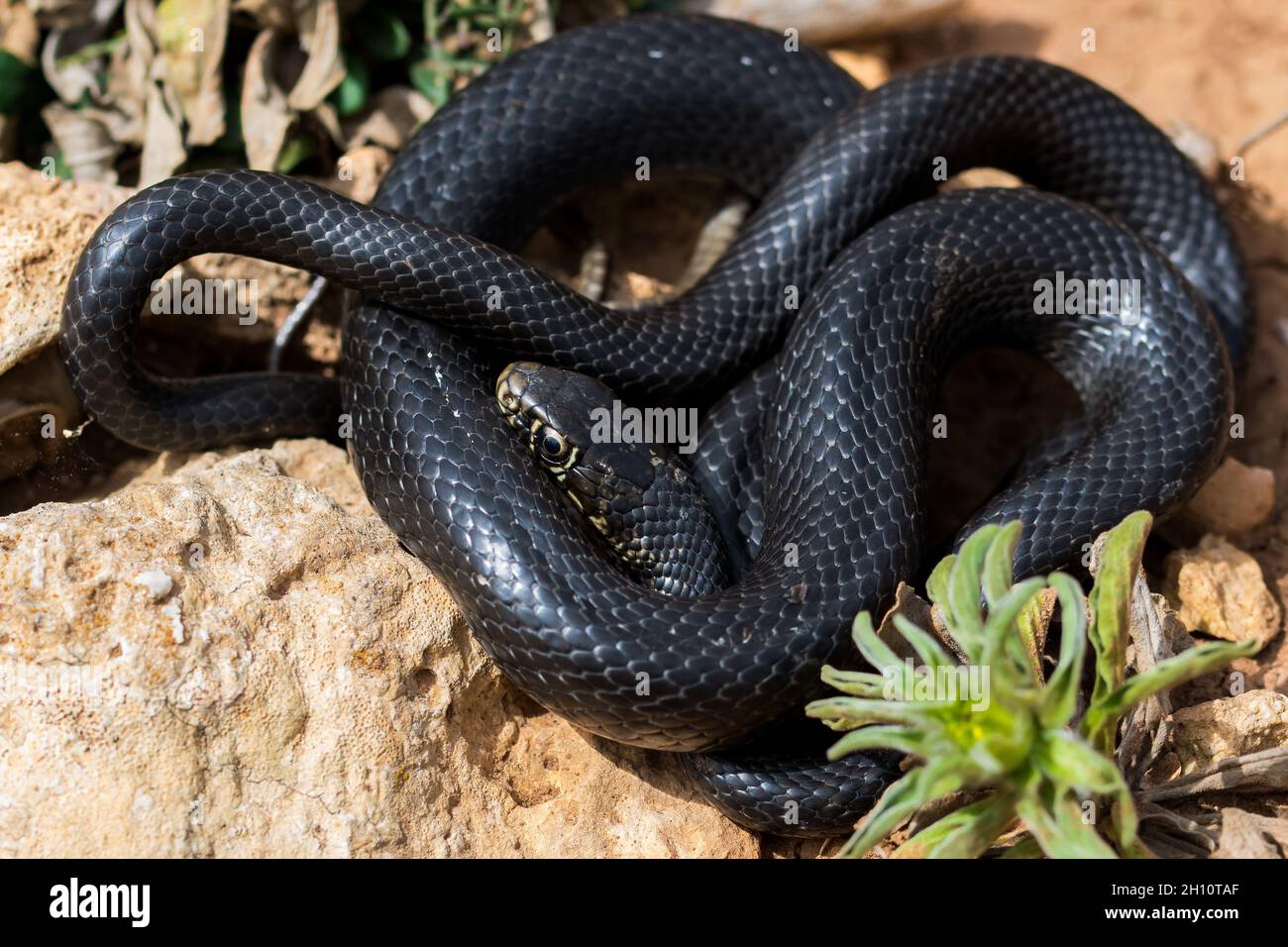 Black western whip snake, Hierophis viridiflavus, basking in the sun on