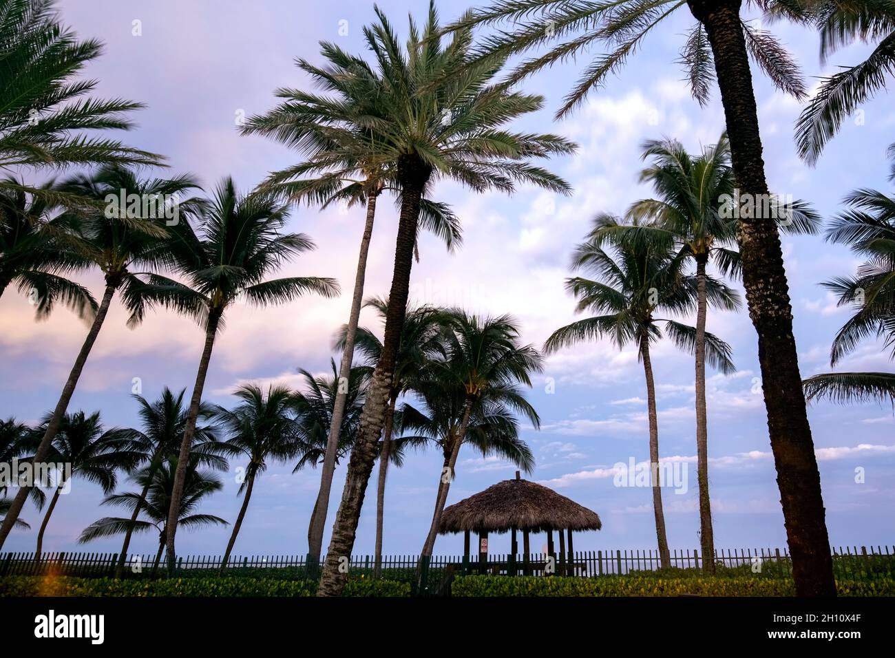 Palm trees in cool blue sky after sunset - Lauderdale-by-the-Sea, Florida, USA Stock Photo