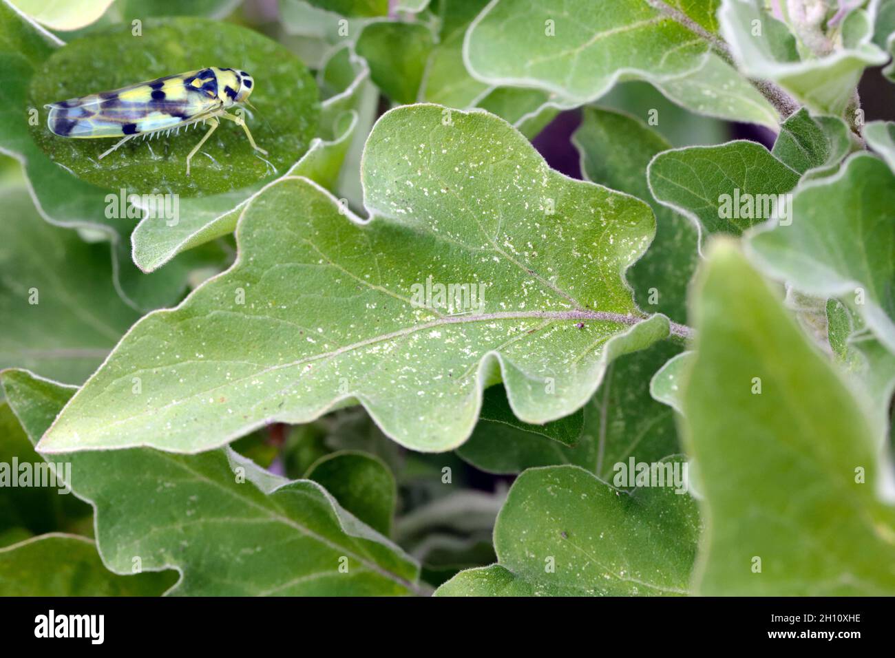 Mealy spots hires stock photography and images Alamy