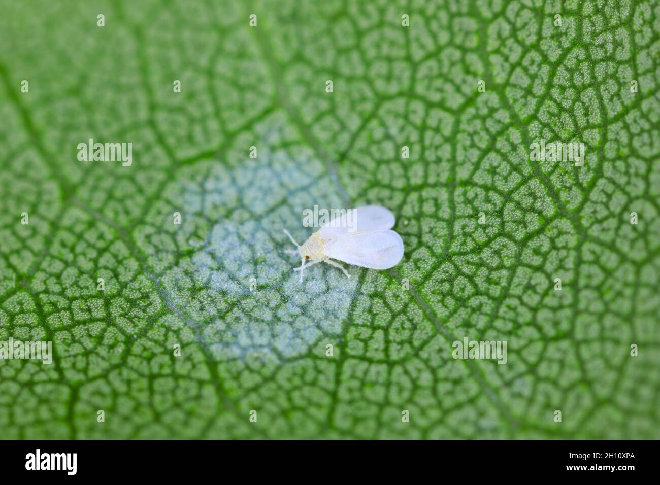 The ash whitefly, Siphoninus phillyreae (latin name), a pest of