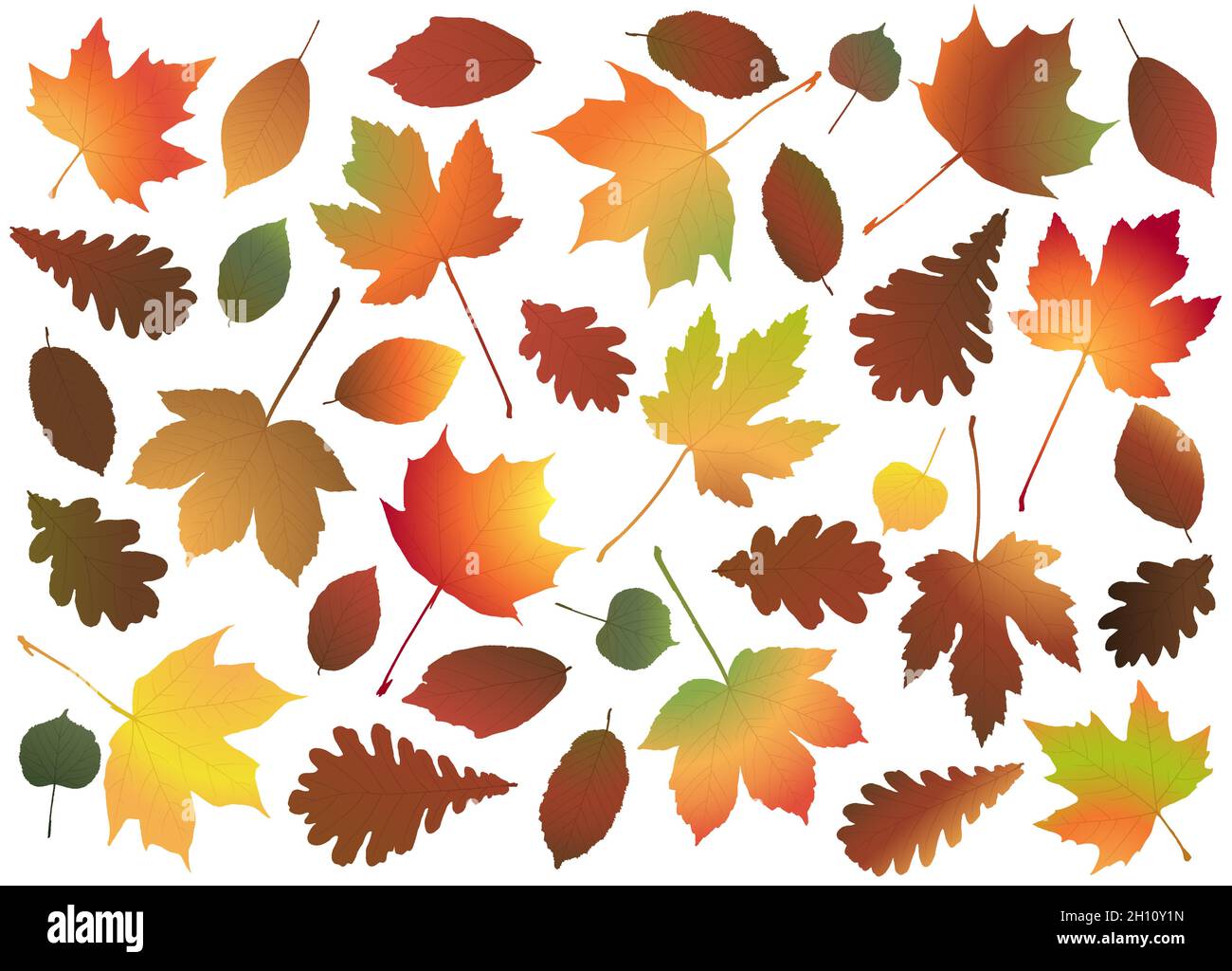 eps vector file with end of summer or fall maple, oak and other colored leaves collection, template for end of year advertising projects Stock Vector