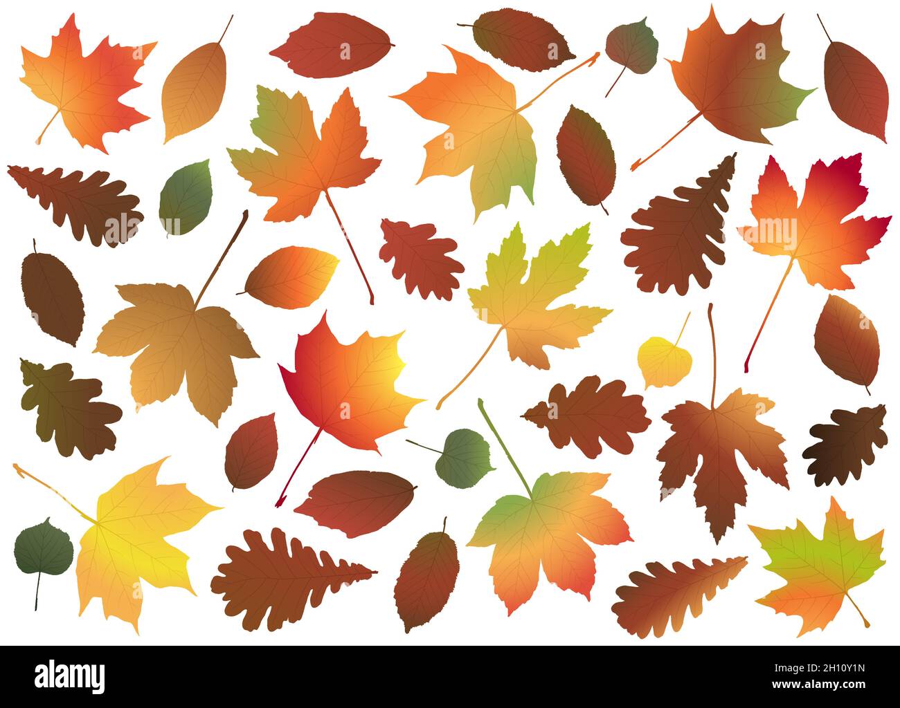eps vector file with end of summer or fall maple, oak and other colored