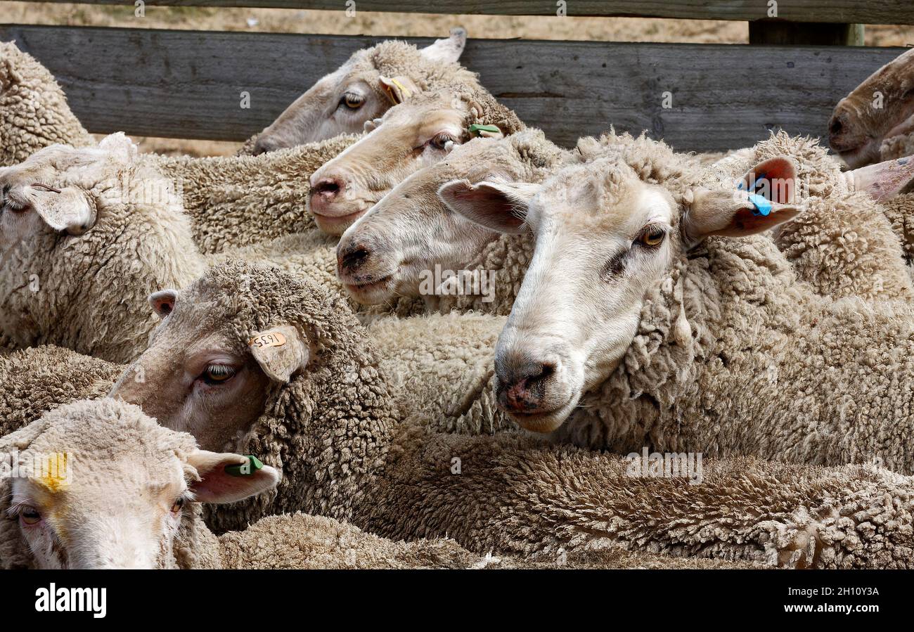 sheep station, animals close together, penned, herd, different color ear tags, wool business, close-up, South Island, New Zealand Stock Photo