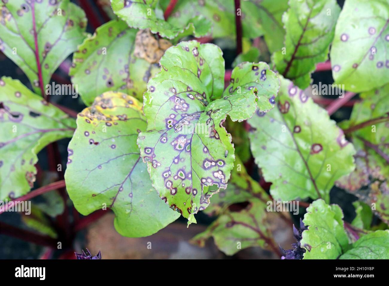 Cercospora beticola leaf white spots on red swiss chard - beetroot. Stock Photo