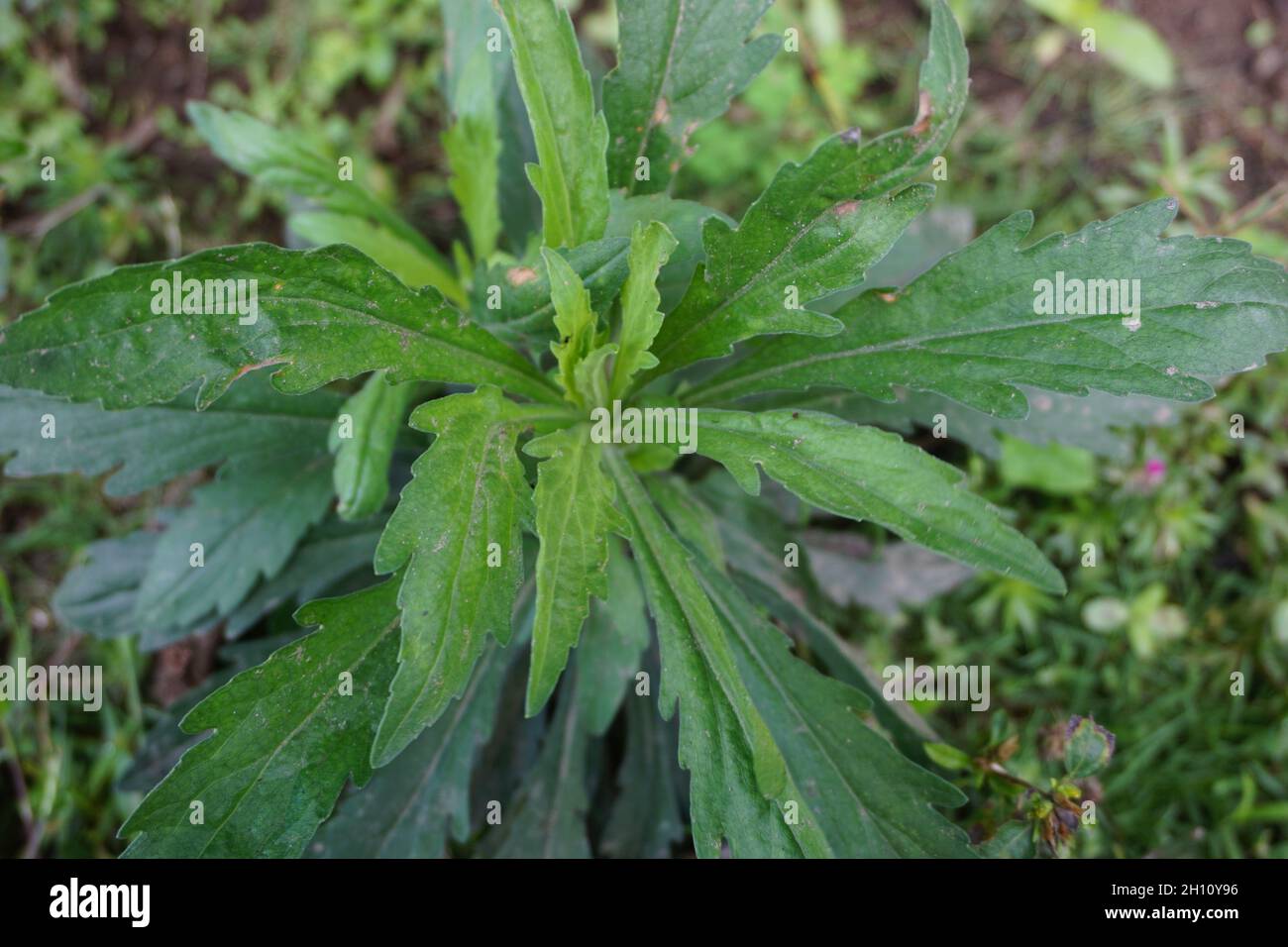 Green jelantir (Also called erigeron bonariensis, monyenyen, erigeron linifolius, conyza sumatrensis) with a natural background. Used in herbal medici Stock Photo