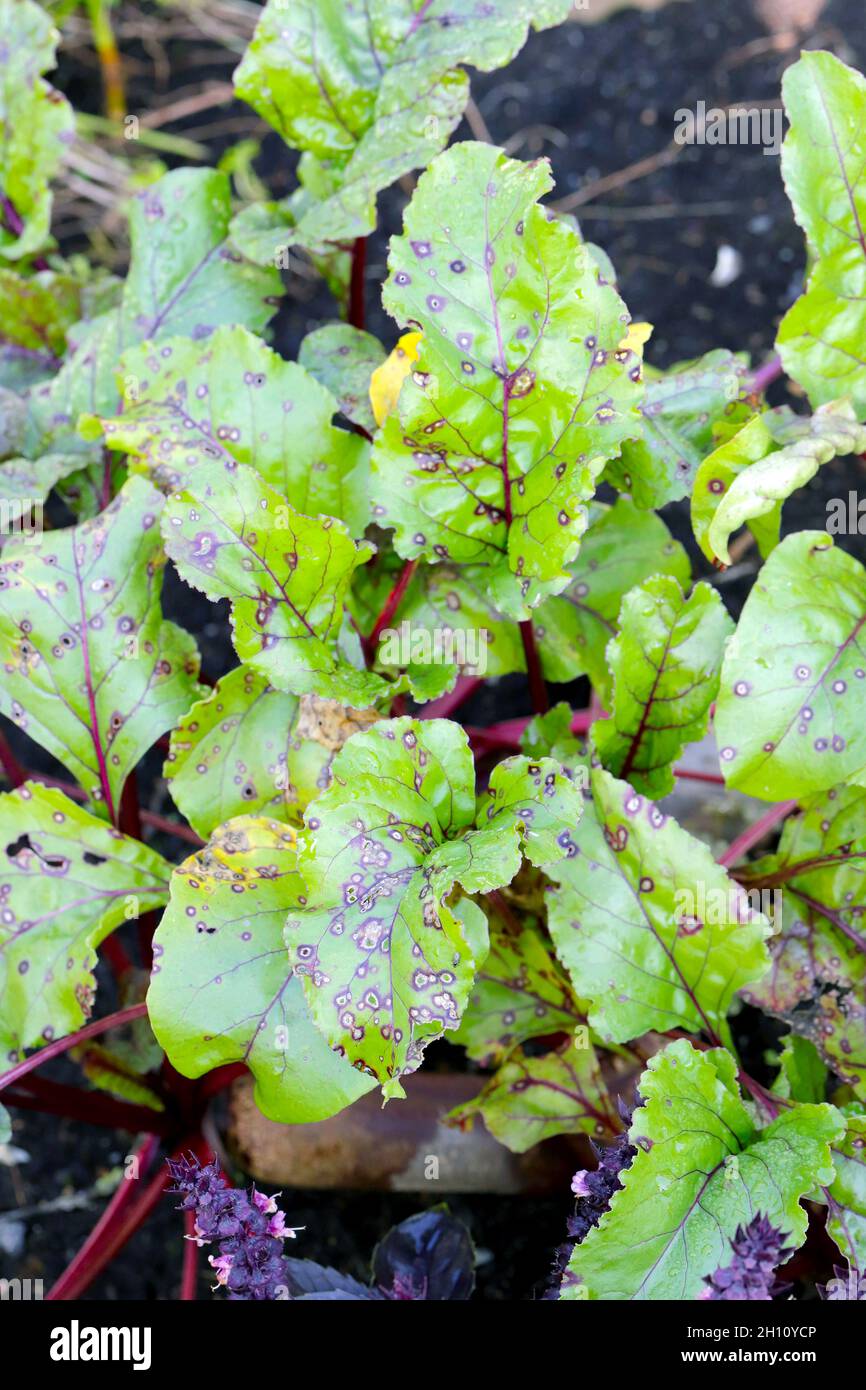 Cercospora beticola leaf white spots on red swiss chard - beetroot. Stock Photo