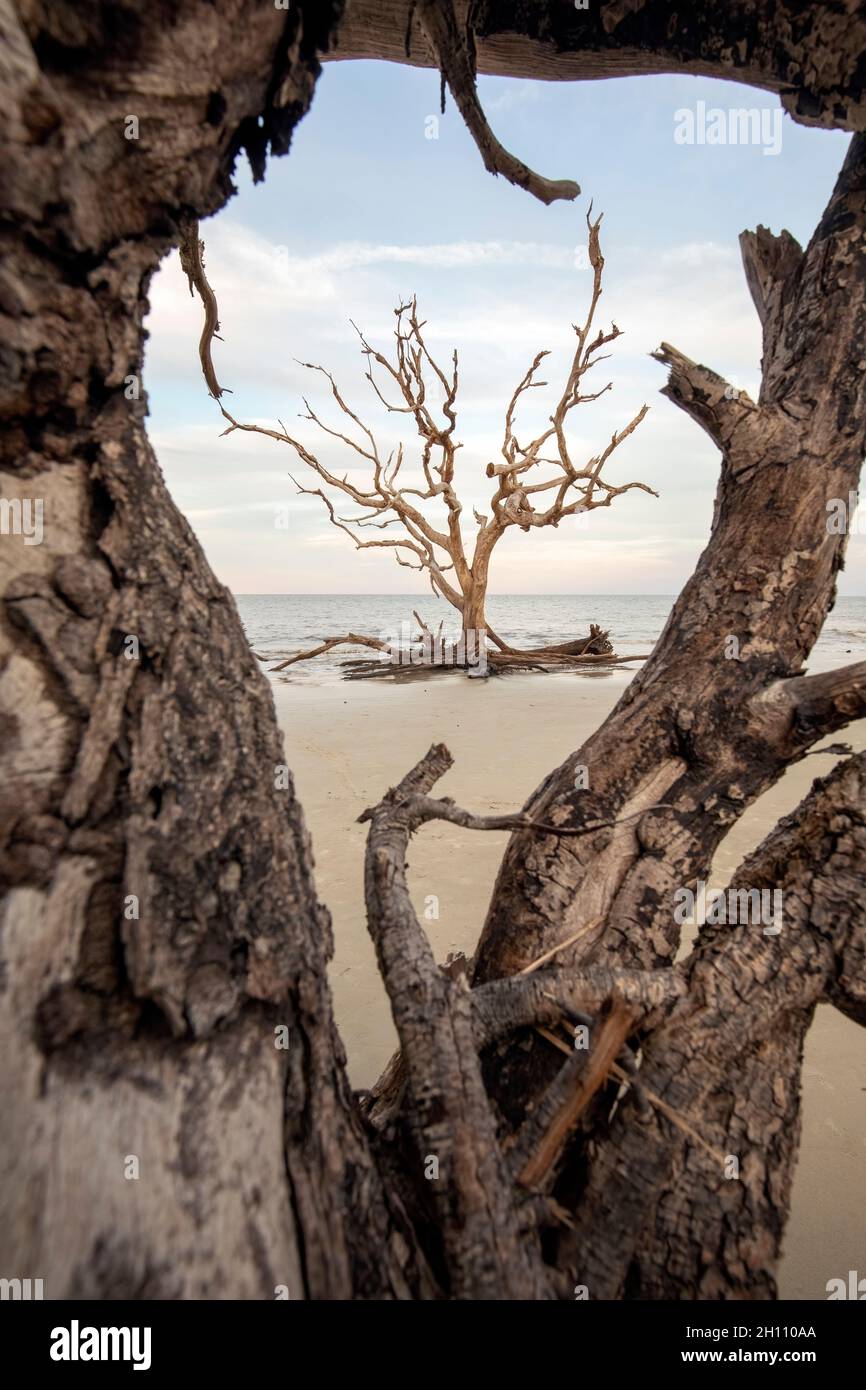 Gnarled trees on Driftwood Beach - Jekyll Island, Georgia, USA Stock Photo