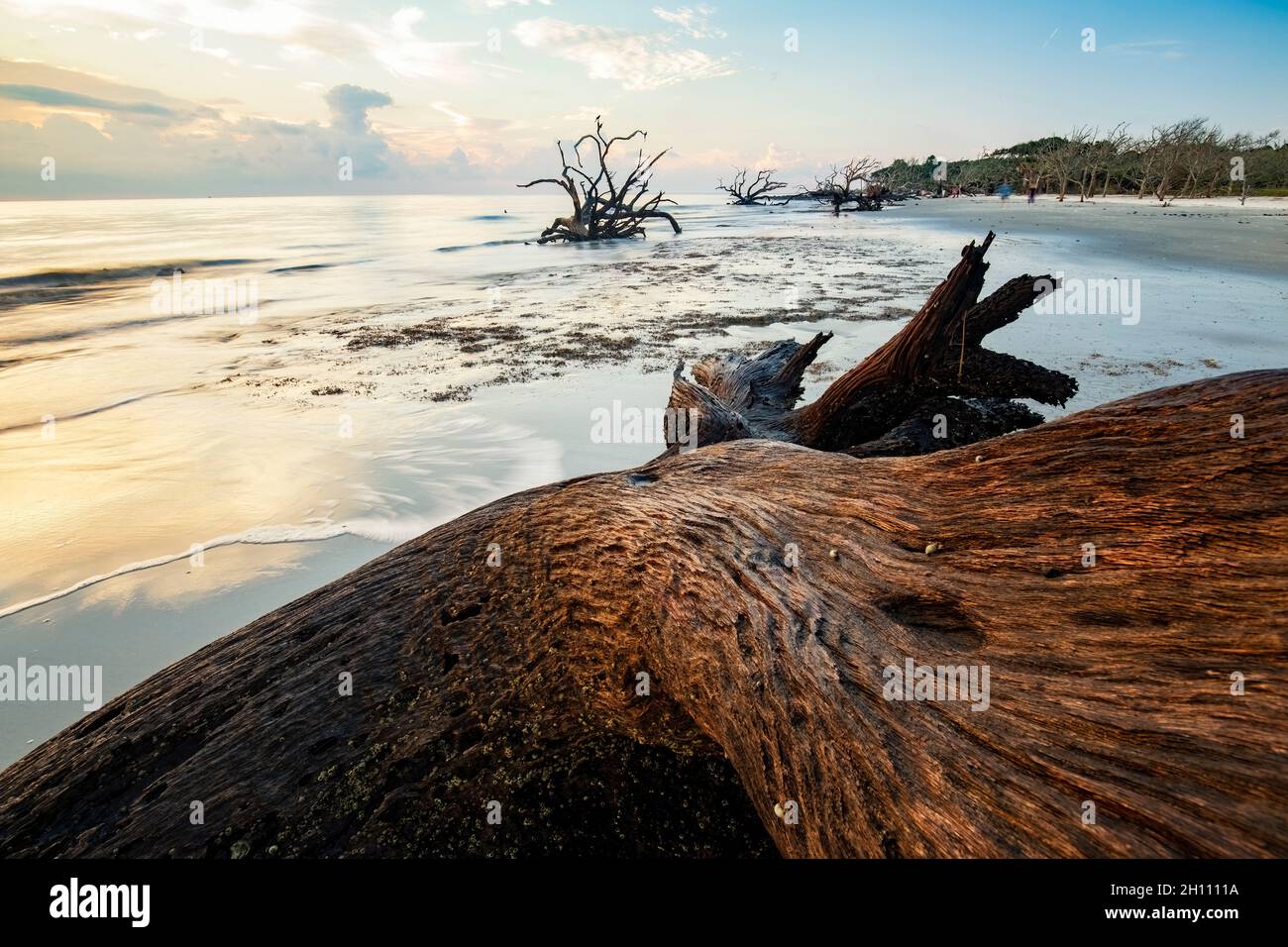 Driftwood Beach At Sunrise Jekyll Island Georgia Usa Stock Photo Alamy