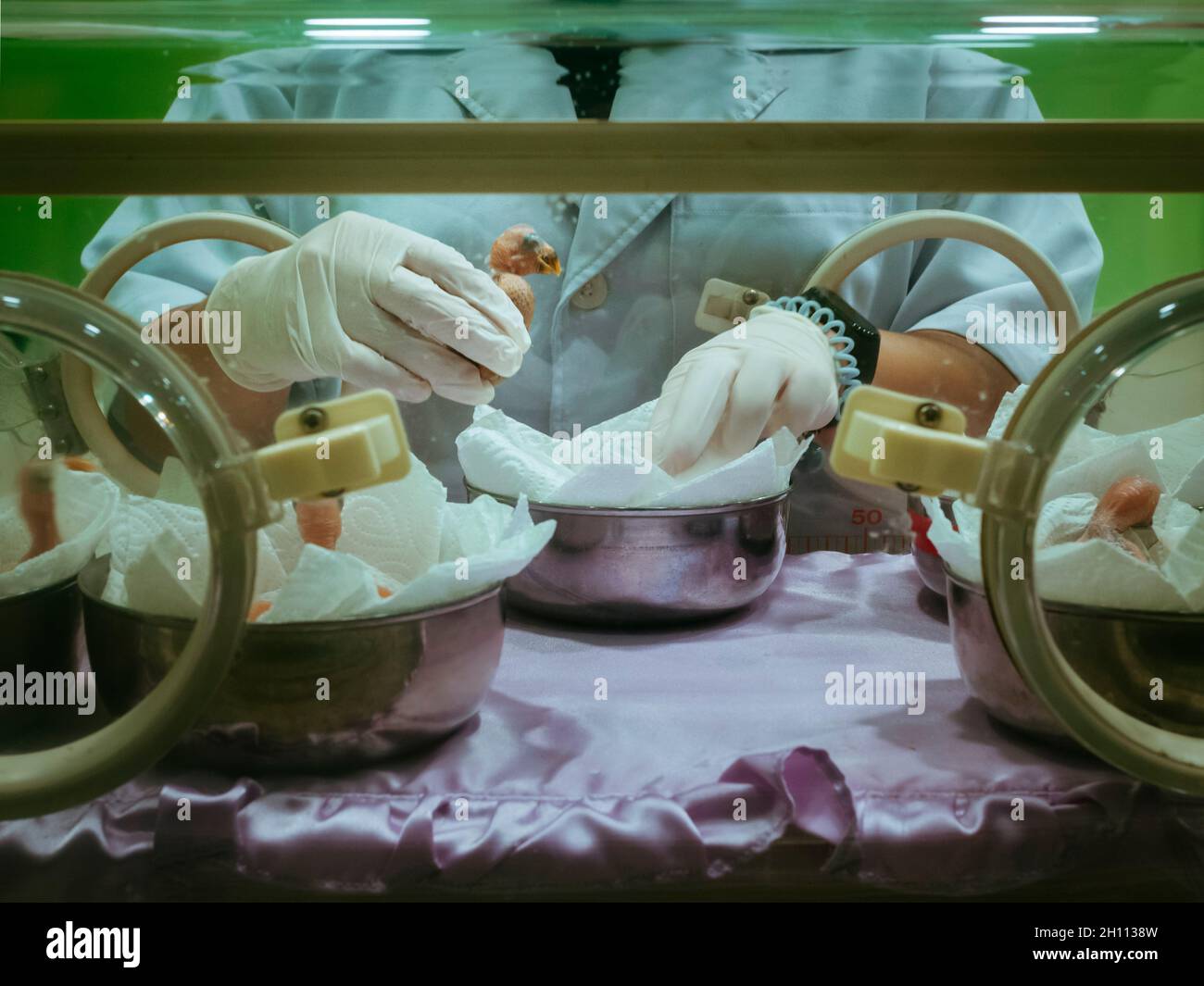 Veterinarian moving baby macaw bird to incubator after feeding food at newborn nursing room in animal hospital. Stock Photo