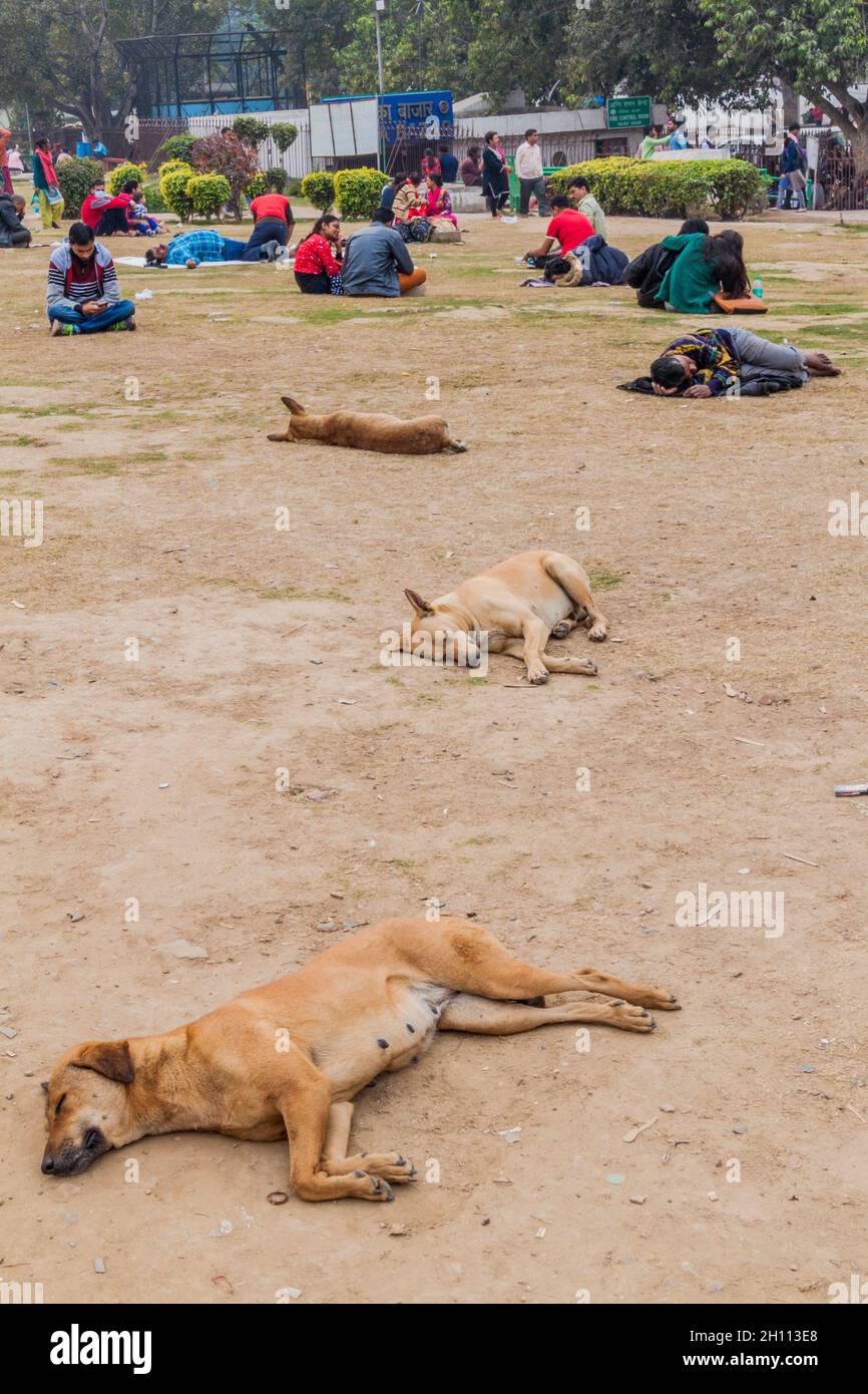 DELHI, INDIA - JANUARY 24, 2017: Stray dogs at the central park at Connaught Place in Delhi. Stock Photo