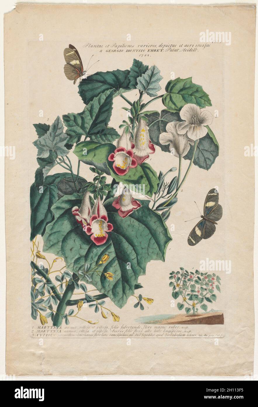 Plantae et Papiliones rariores: Martynia, 1748. Georg Dionysius Ehret (German, 1708-1770). Engraving, hand-colored; Stock Photo