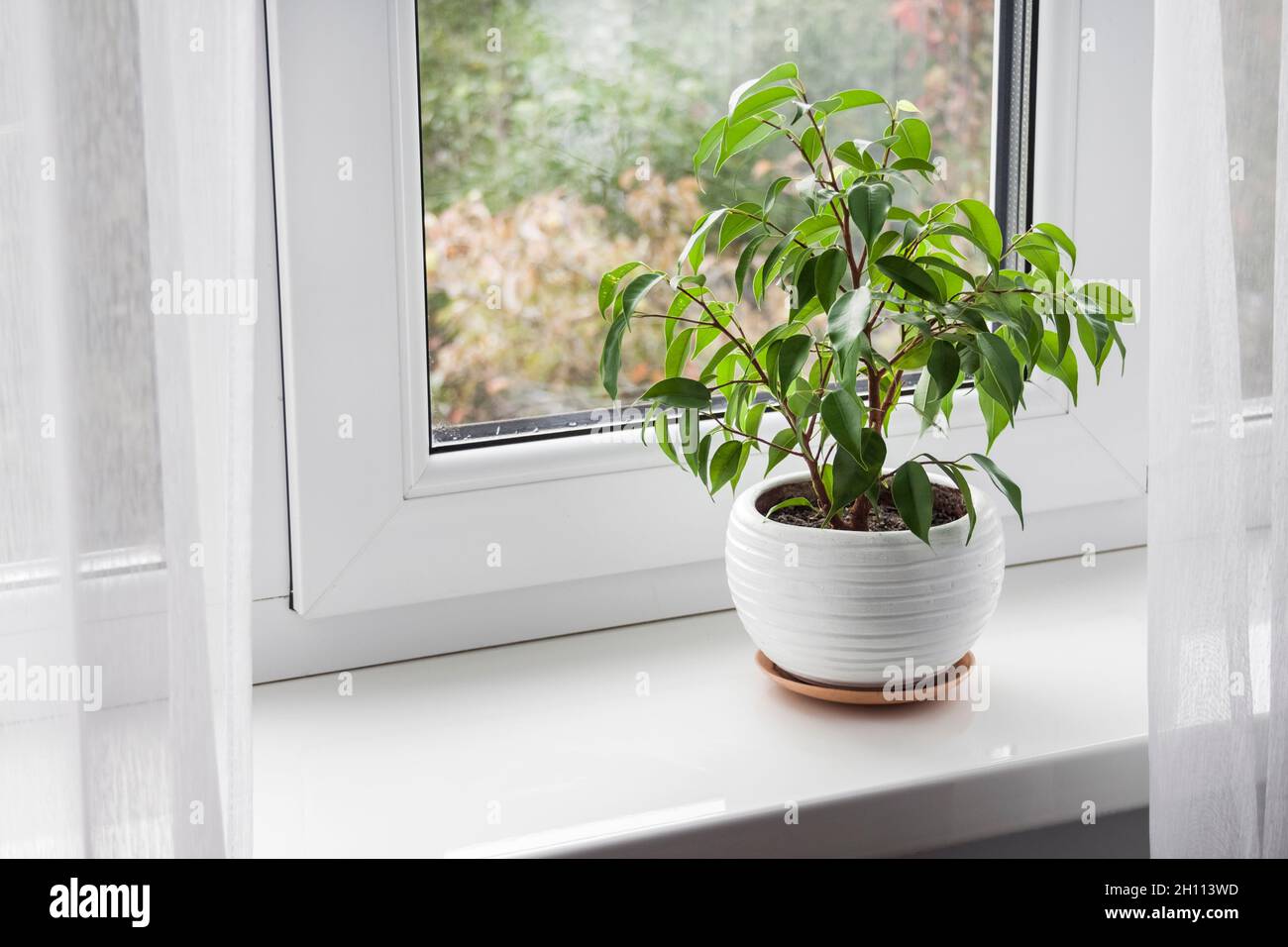 Potted young Ficus benjamina plant on the windowsill in the room. Stock Photo