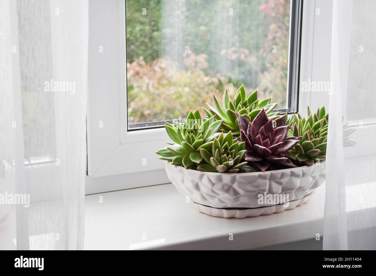Potted echeveria plants on the windowsill in the room. Stock Photo