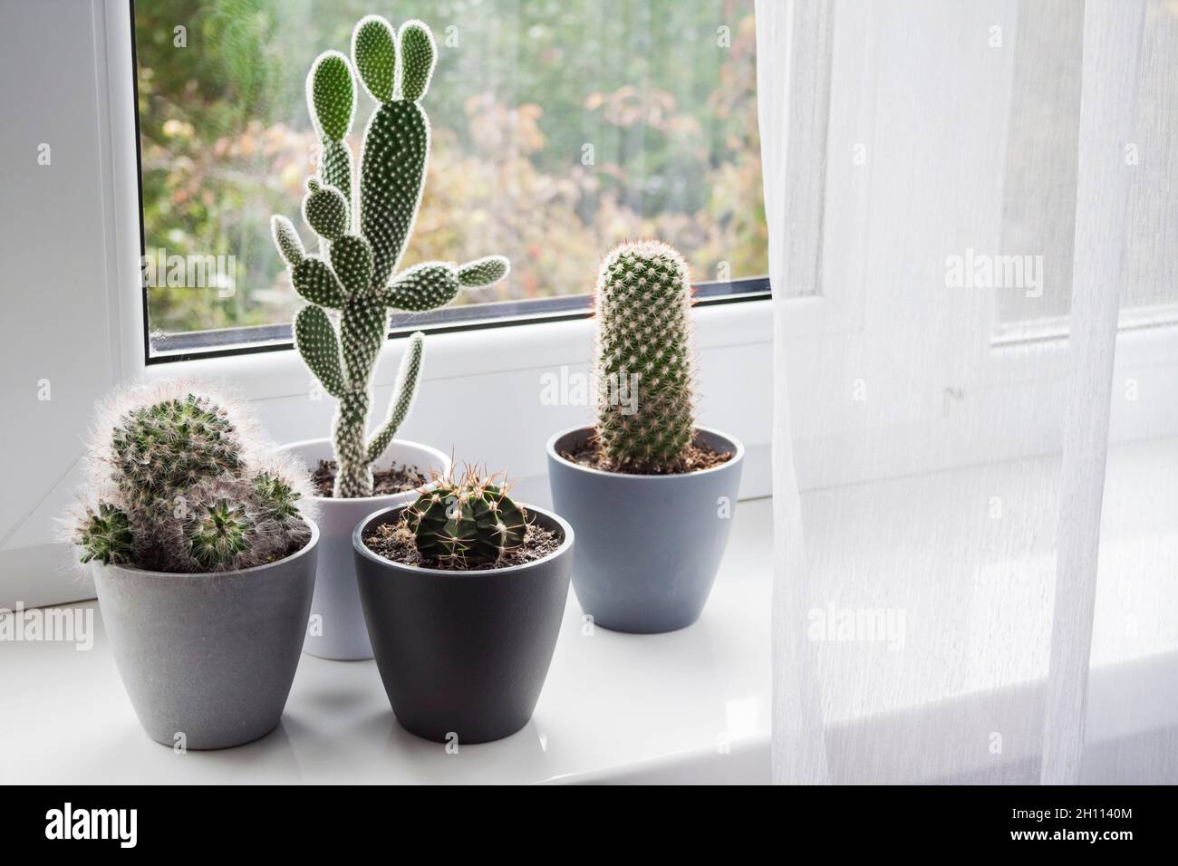 Potted cacti on the windowsill in the room. Stock Photo