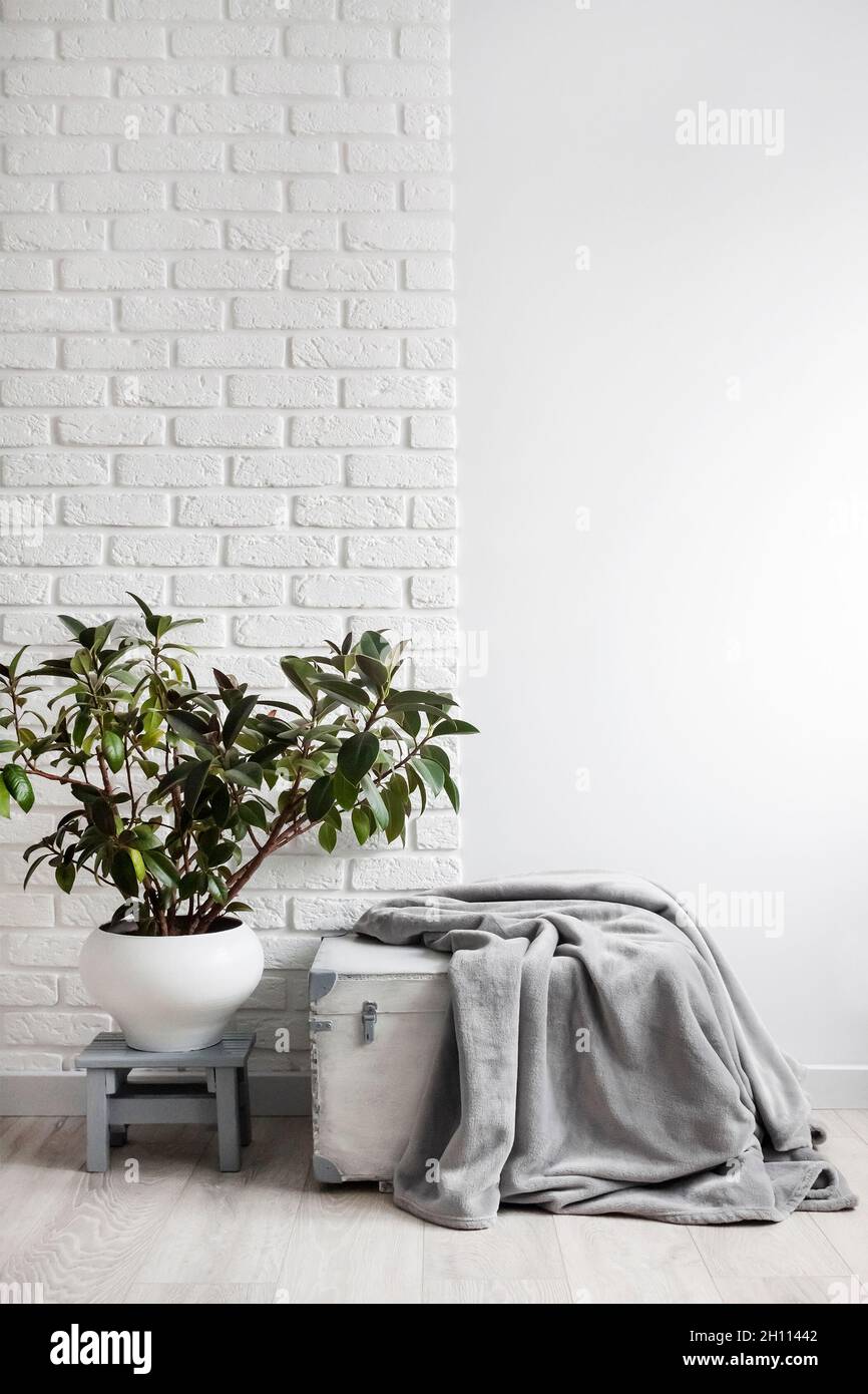 Rubber plant (Ficus elastica) in white flower pot and gray soft fleece blanket on white wooden box. White wall with bricks on background Stock Photo