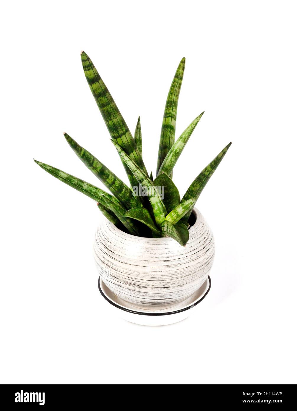 Potted Sansevieria cylindrica var. patula isolated on white background with clipping path. Sansevieria cylindrica also known as the cylindrical snake Stock Photo