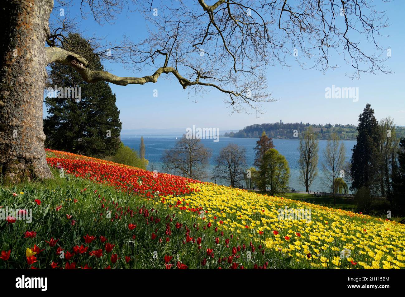 flower-tulips-mainau-island-lake-hi-res-stock-photography-and-images
