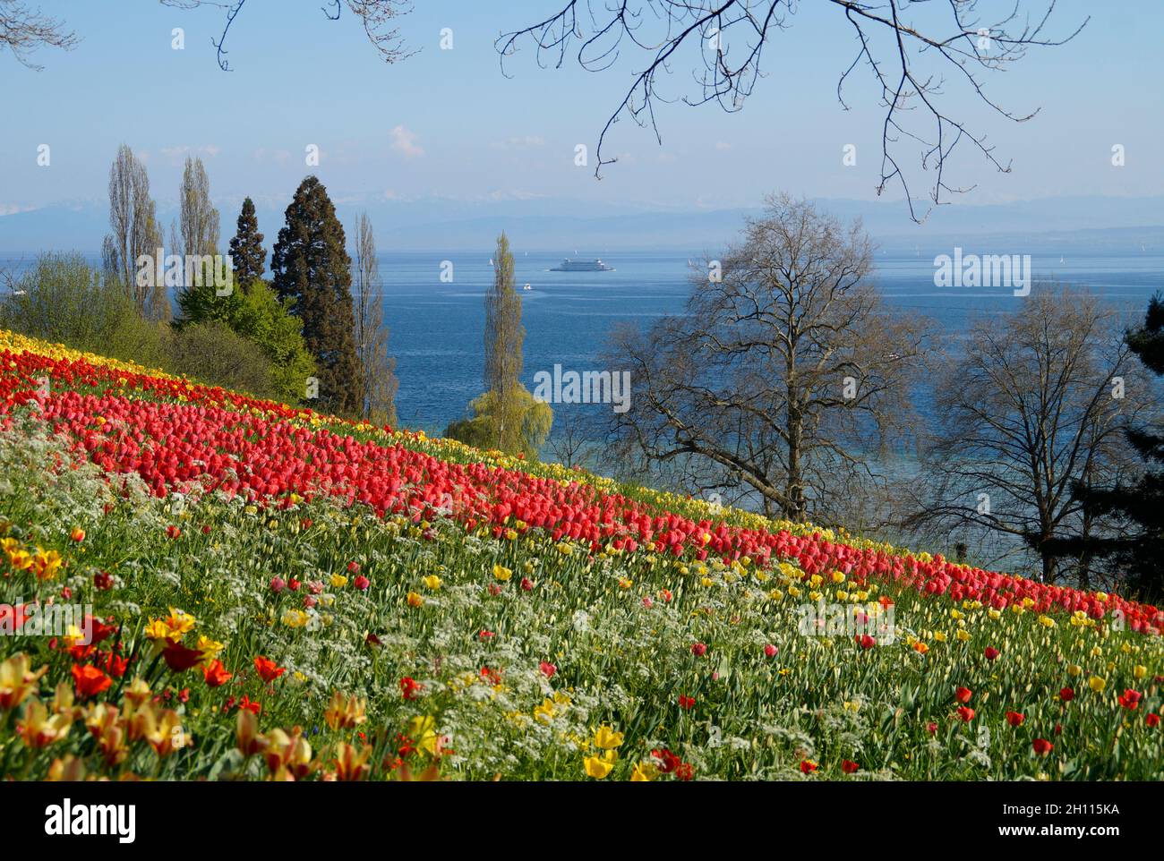 a beautiful meadow full of colorful tulips with lake Constance in the background (Flower Island of Mainau in Germany) Stock Photo