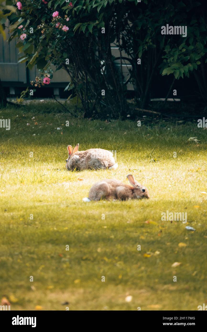 Vertical shot of two gray rabbits lying in the garden Stock Photo - Alamy