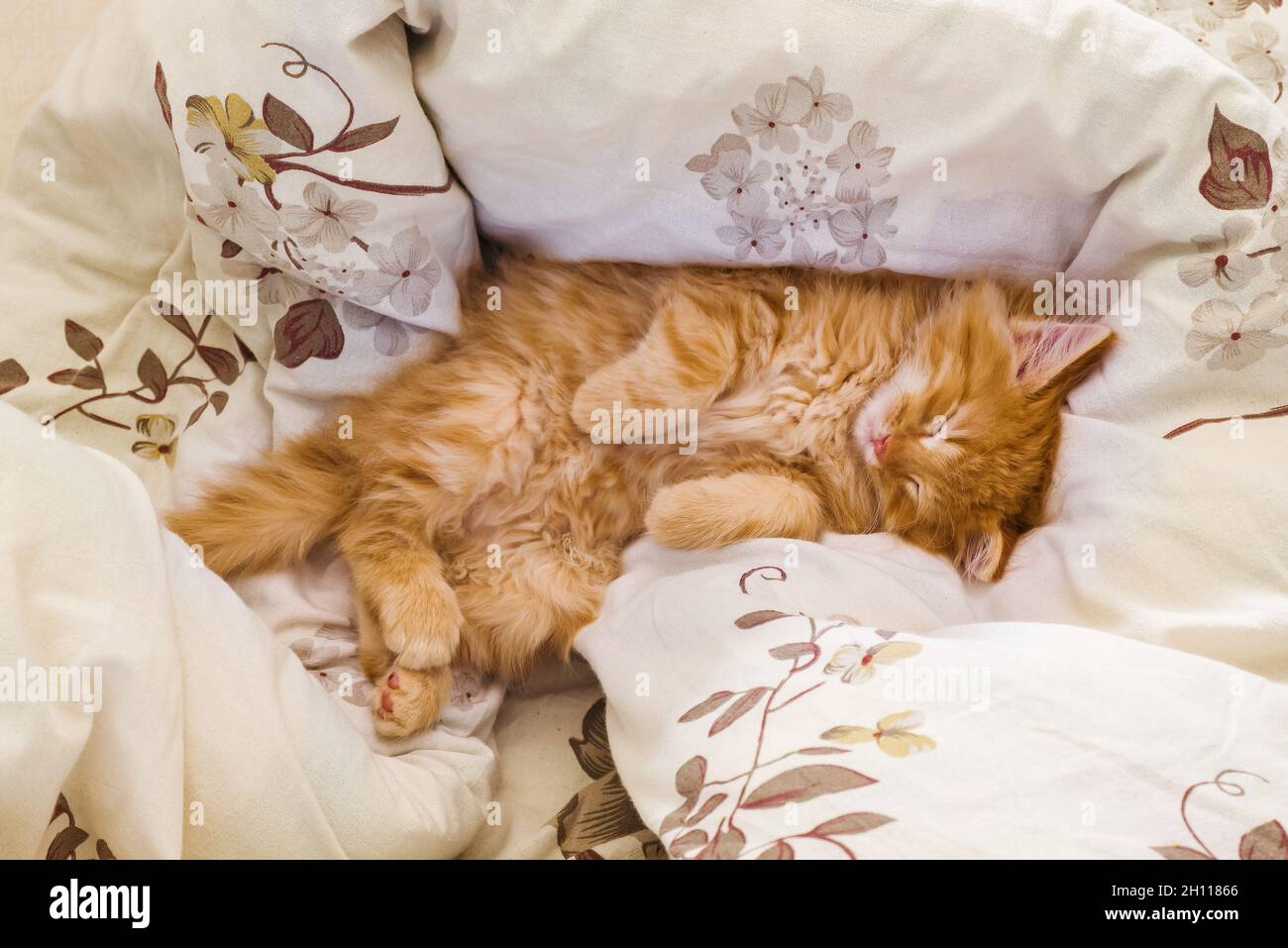 Cute ginger baby cat sleeping on white bed clothes.Domestic animal. Baby cat sleeping in bed. Sleep and cozy nap time. Home pet. Young kitten. Stock Photo