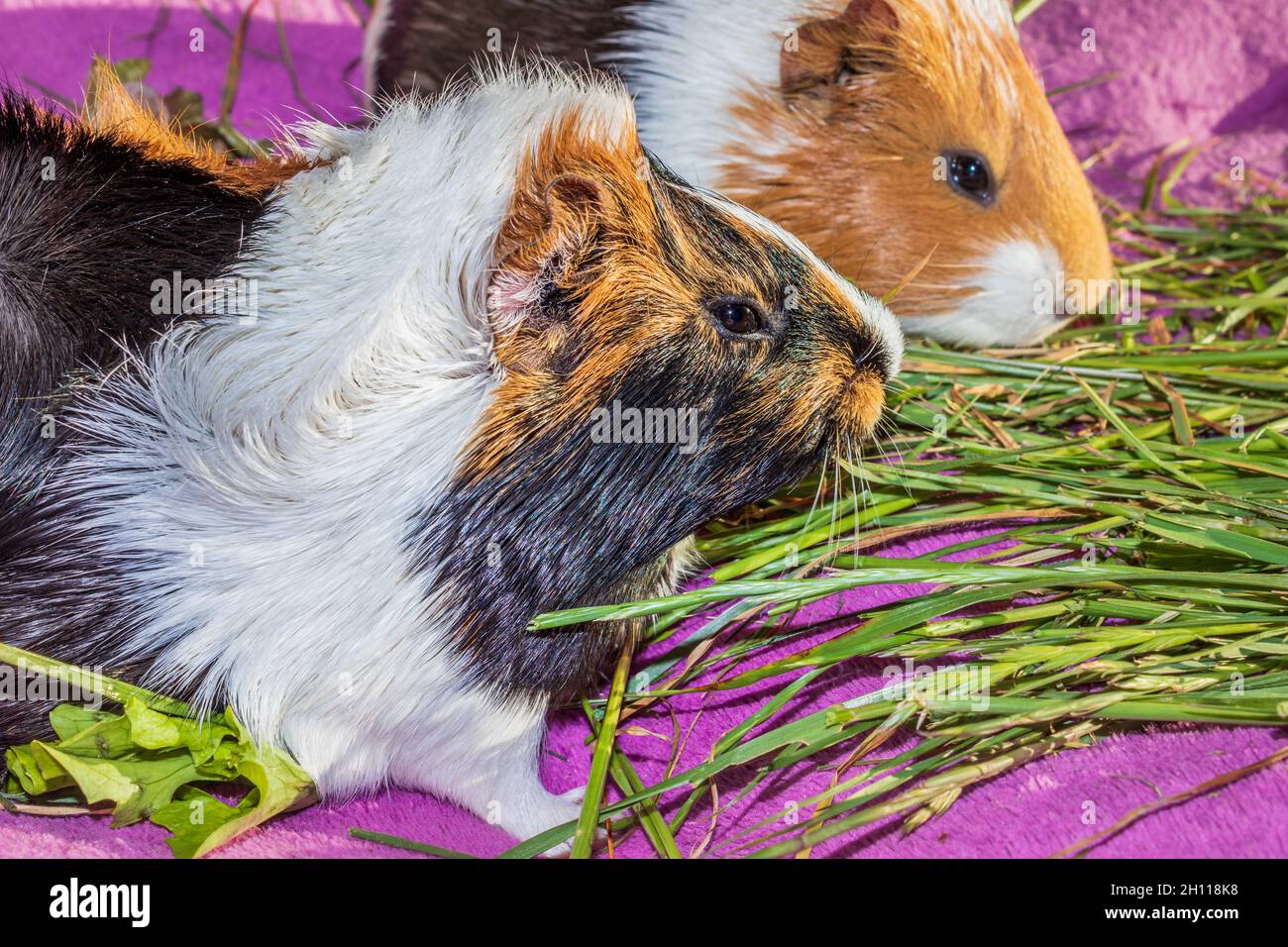 Domestic guinea pigs (Cavia porcellus) eating, Cape Town, South Africa Stock Photo
