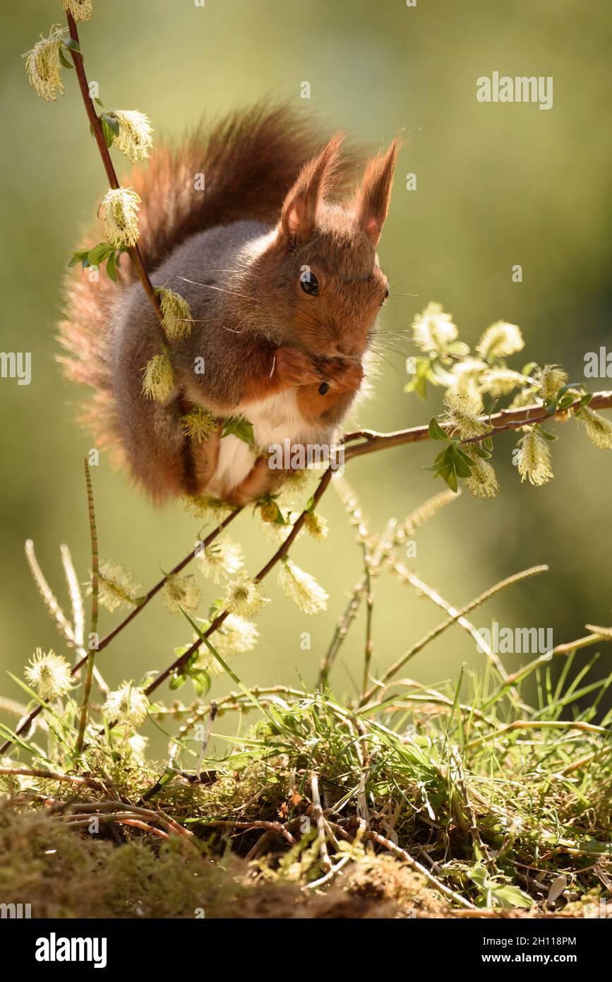 Red Squirrel Is Looking Down From Willow Branches Stock Photo Alamy