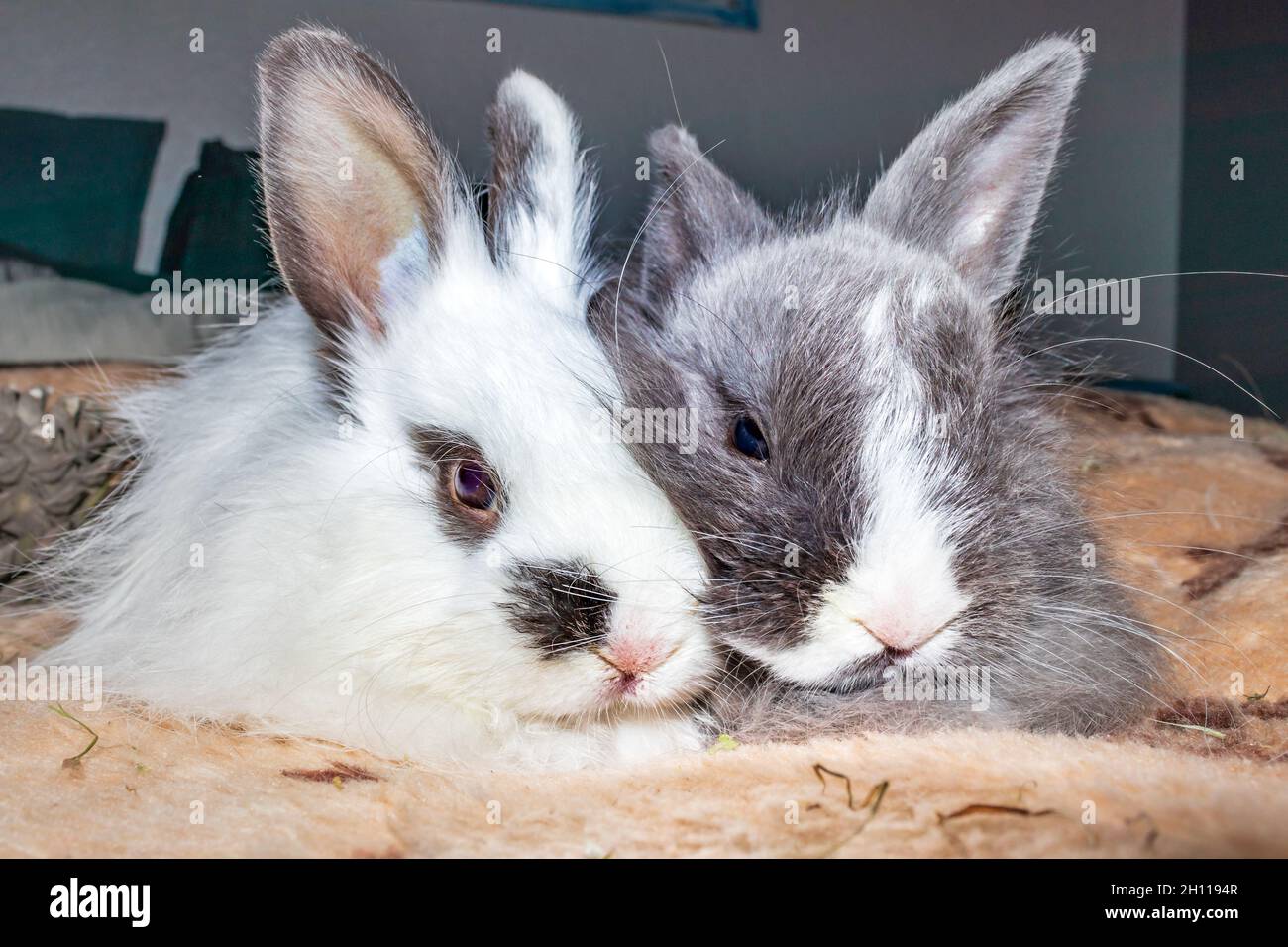 Domestic white and grey baby Jersey Wooly rabbit sleeping, Cape Town