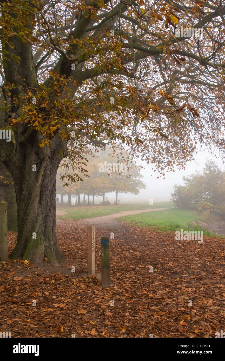 Tree with yellow leaves at Wanstead park covered in mist during autumn at London Stock Photo