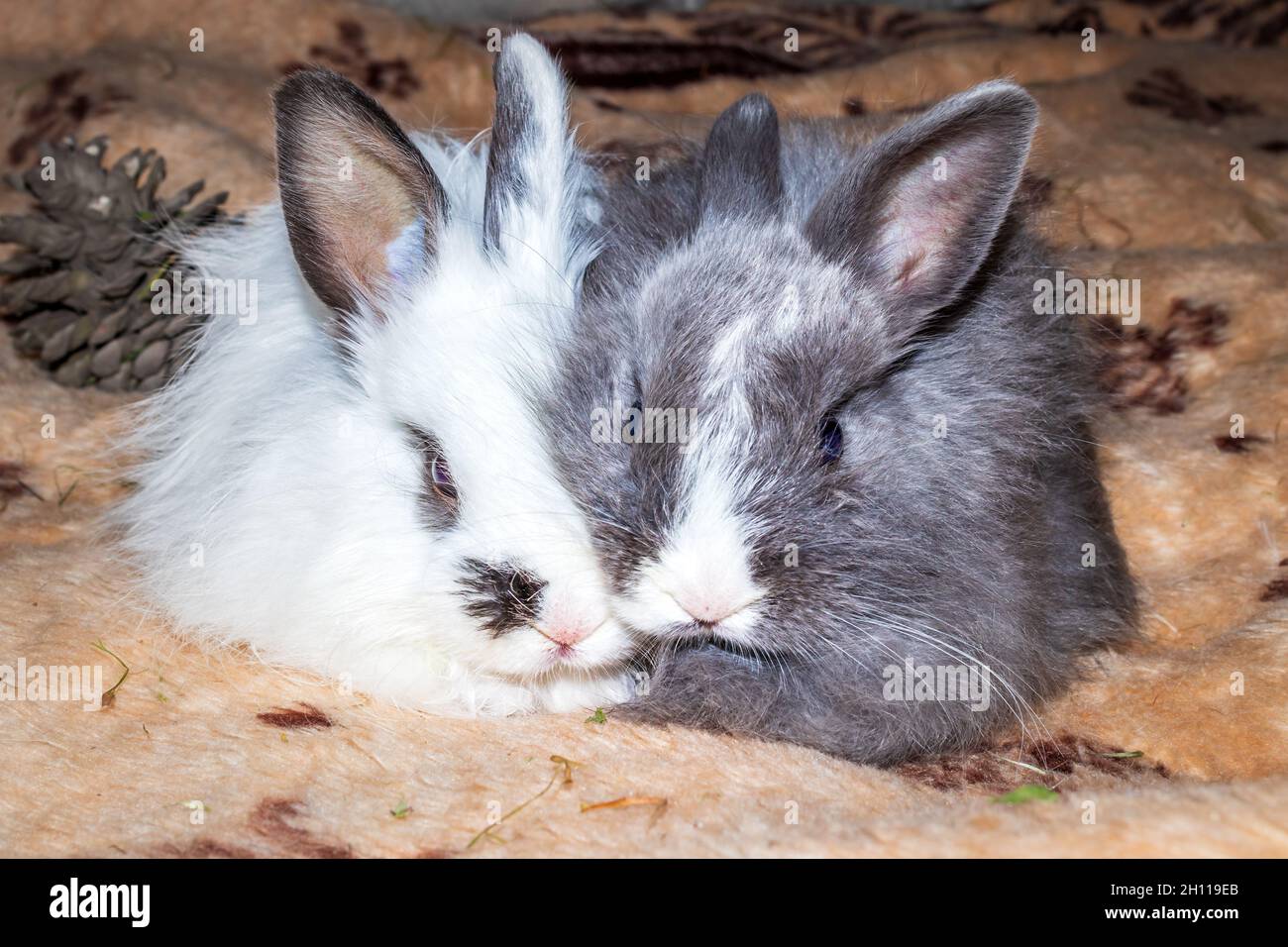 Domestic white and grey baby Jersey Wooly rabbit sleeping, Cape Town ...