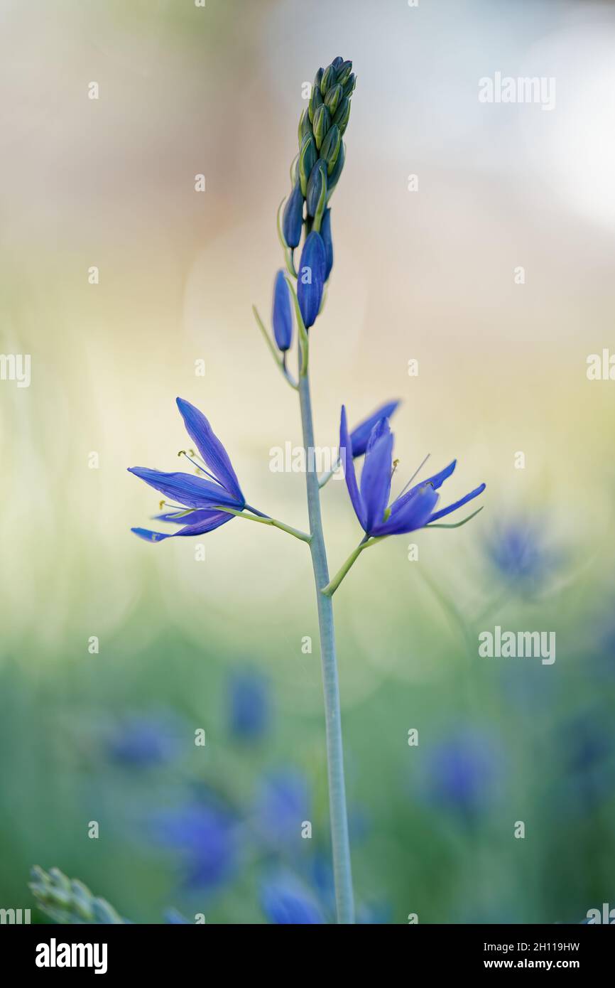 Selective shot of common camas flower Stock Photo Alamy
