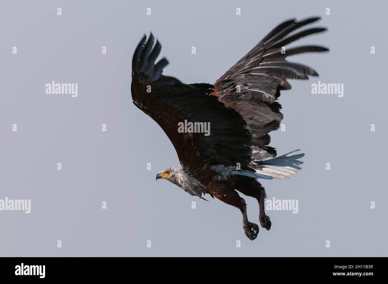 An African fish-eagle, Haliaeetus vocifer, in flight. Chobe National ...