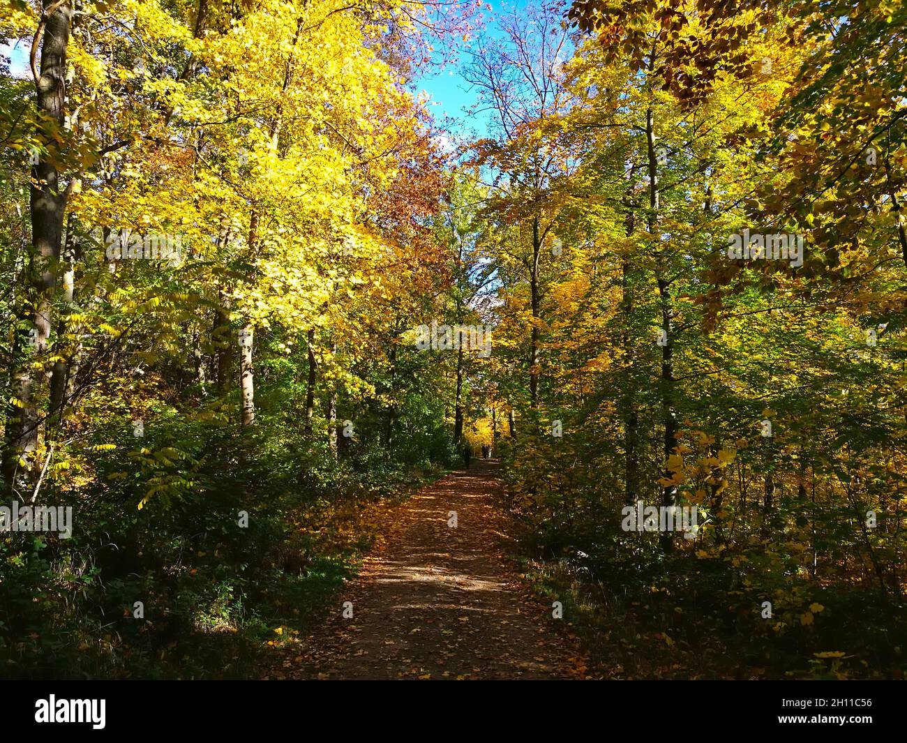 STUTTGART, GERMANY - Oct 24, 2020: Way at Birkenkopf Stuttgart through German broad-leaved forest during autumn with yellow leaves, people walking Stock Photo