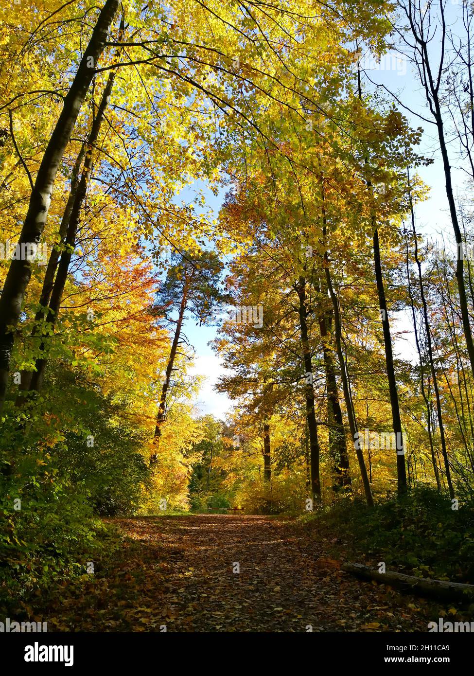 Way to Birkenkopf Stuttgart through German broad-leaved forest during autumn with yellow leaves Stock Photo