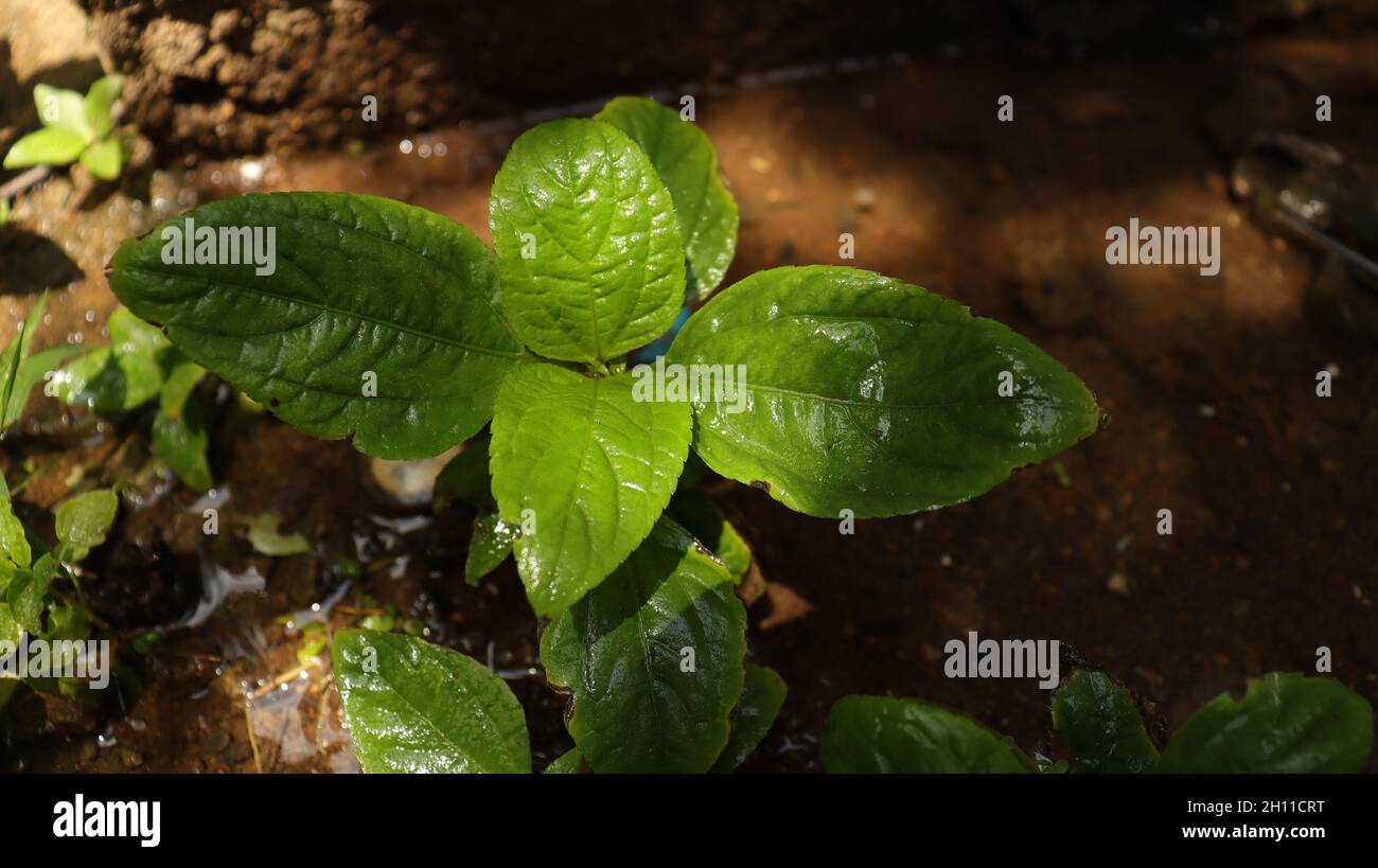 Watery environment hi-res stock photography and images - Alamy